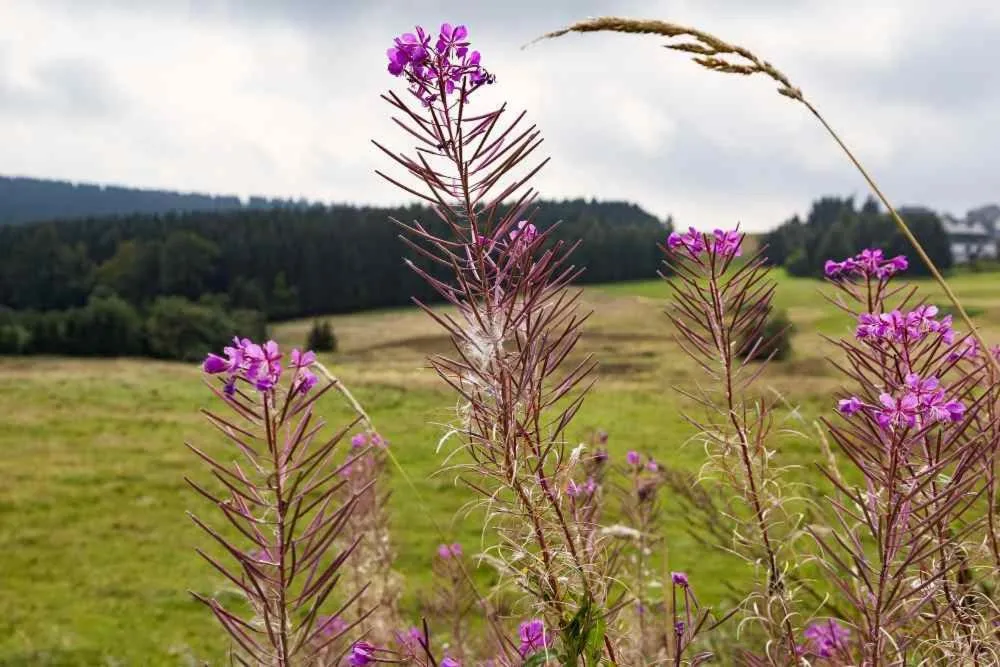 Natural landscape in Hotel Kammweg