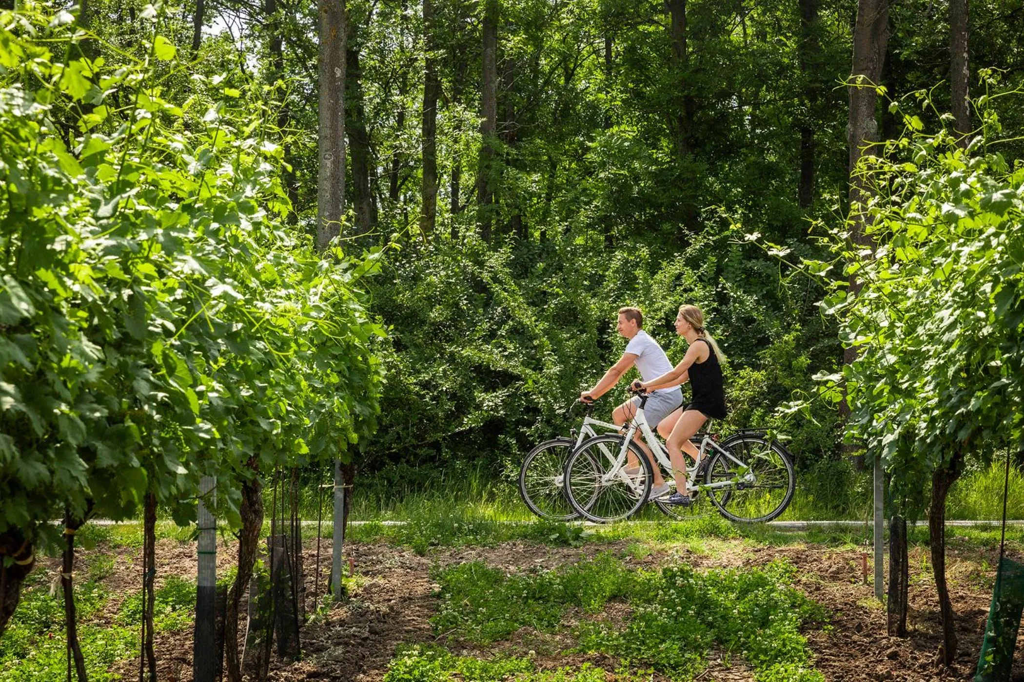 Cycling in VILA VITA Pannonia