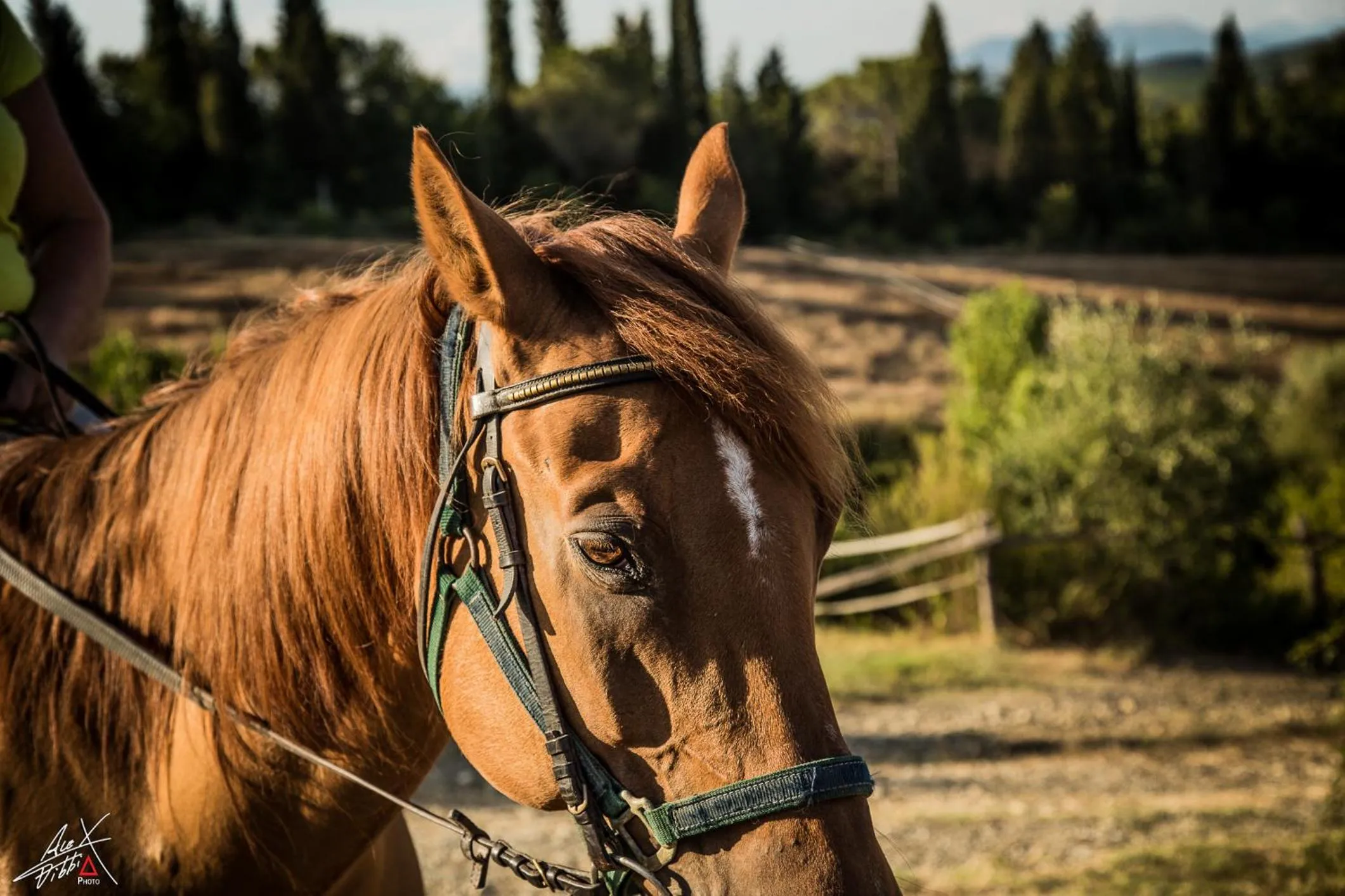 Day in Podere Dell'Anselmo