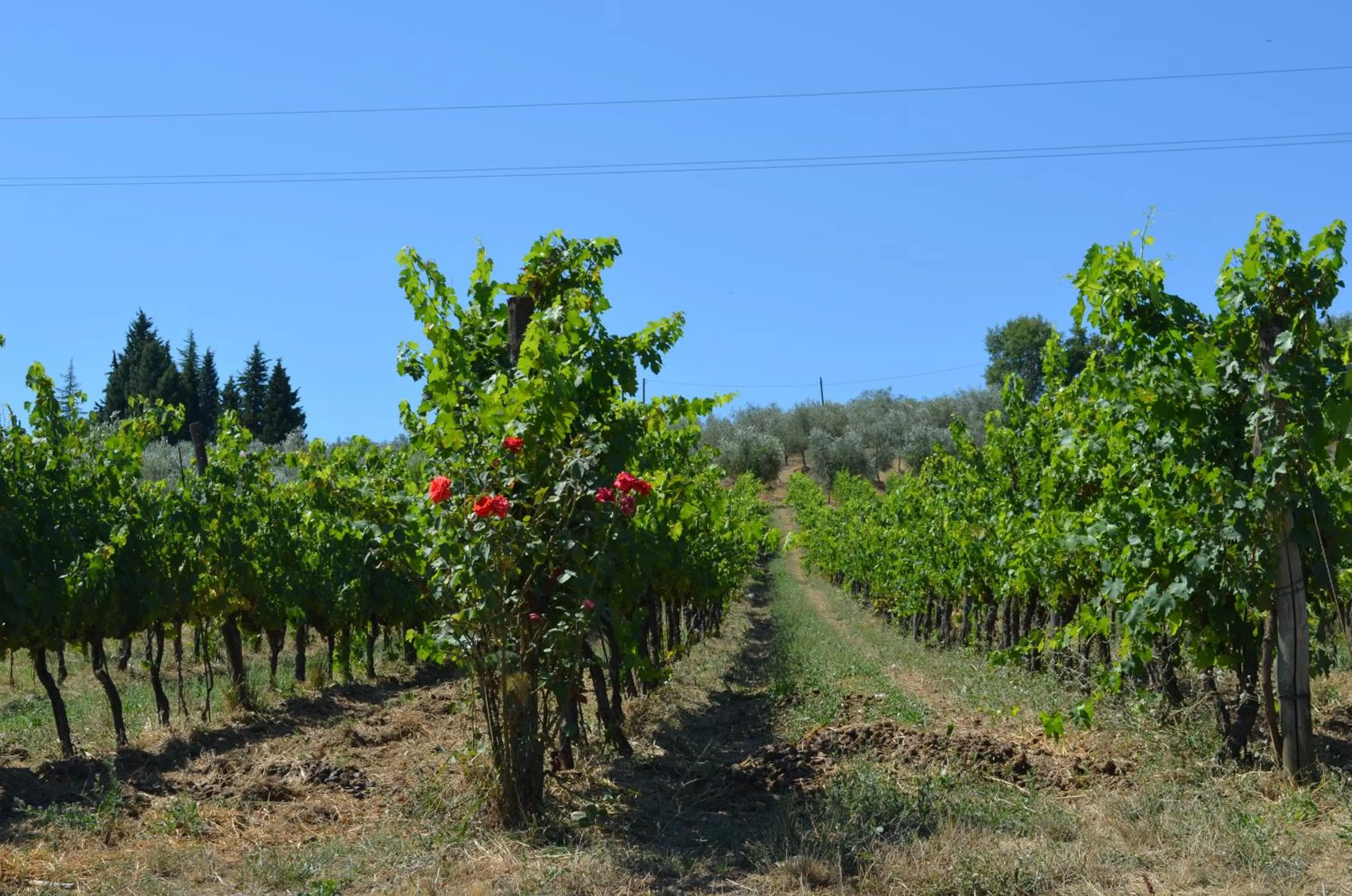 Area and facilities in Podere Dell'Anselmo