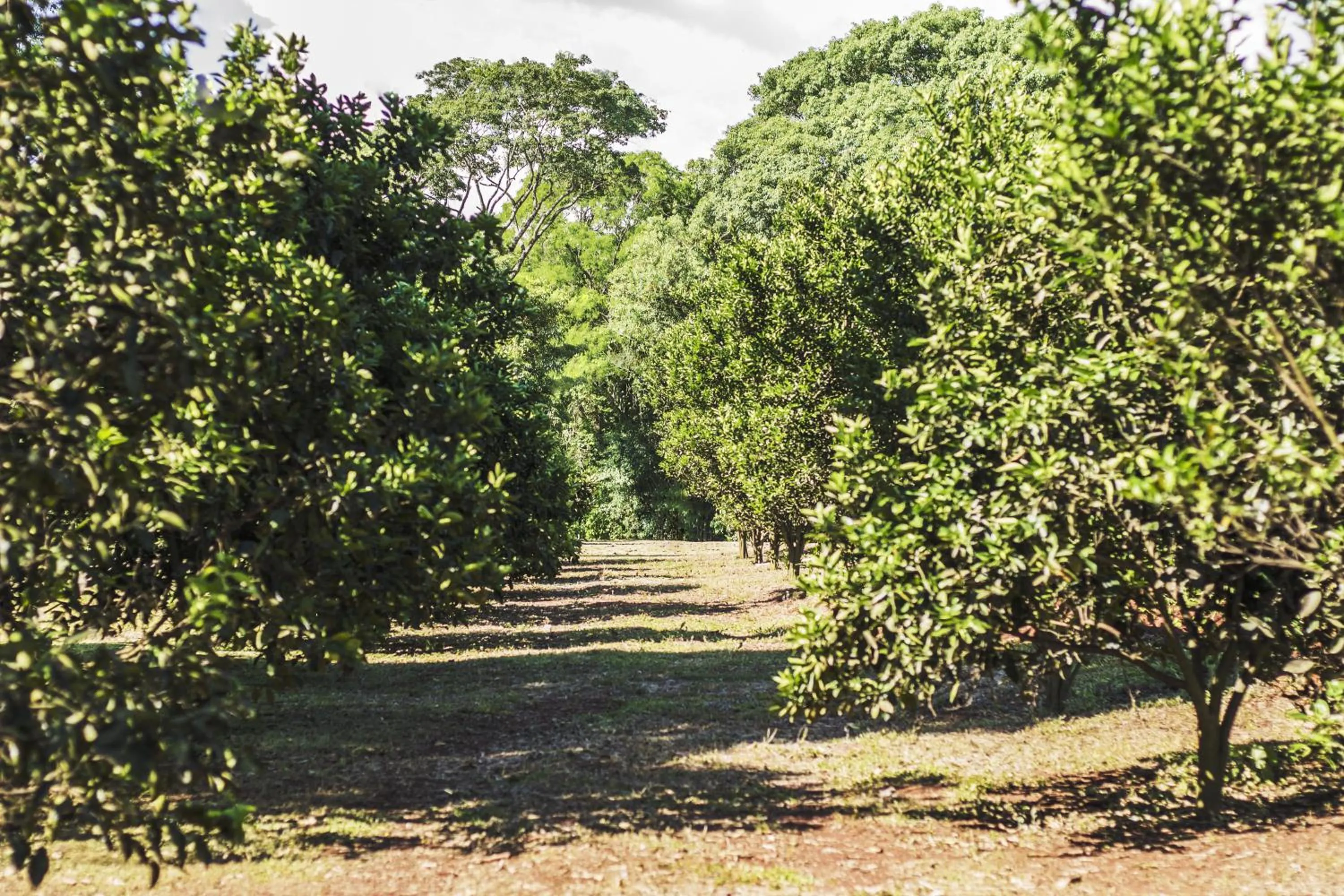 Garden in Canzi Cataratas Hotel