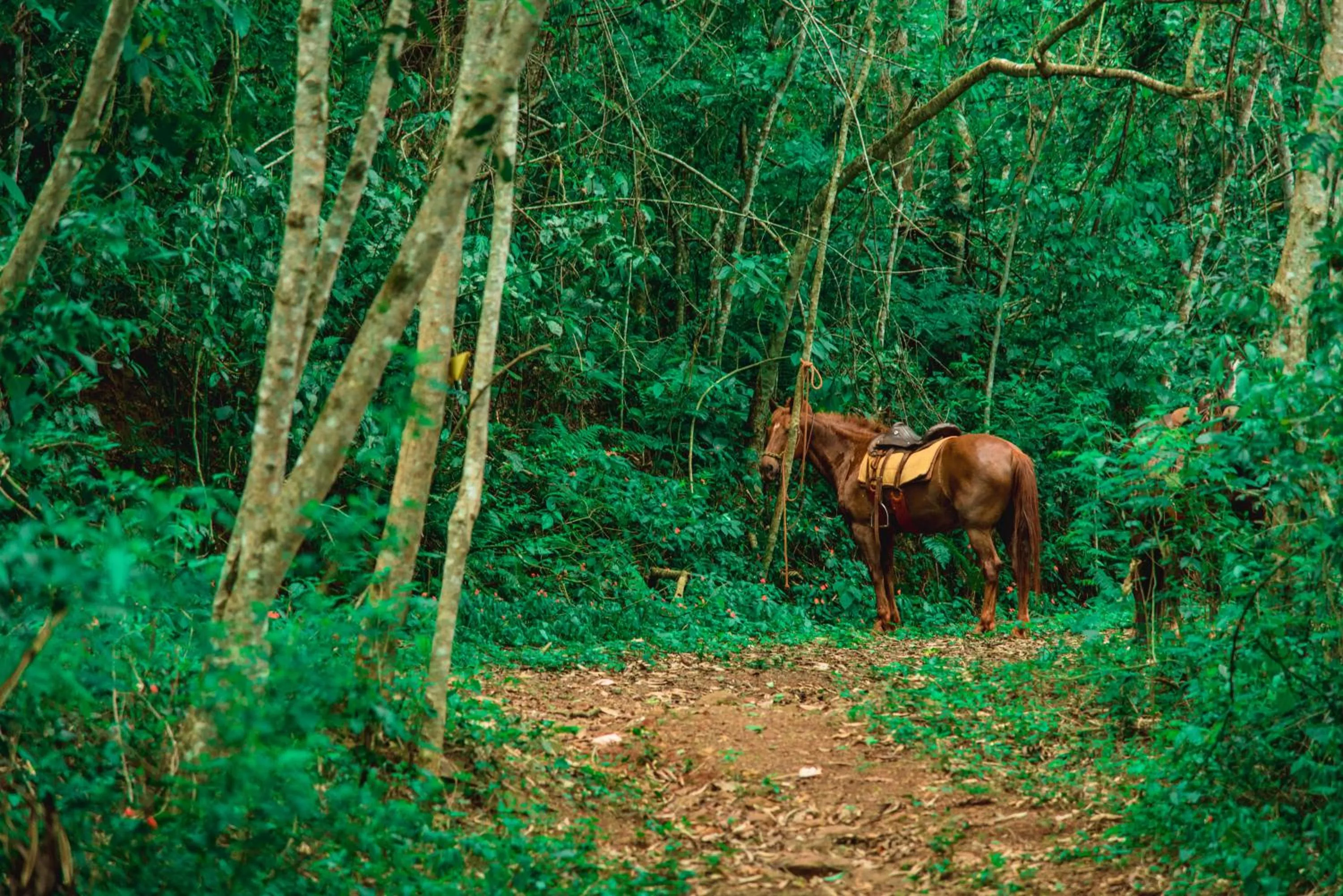 Garden in Canzi Cataratas Hotel