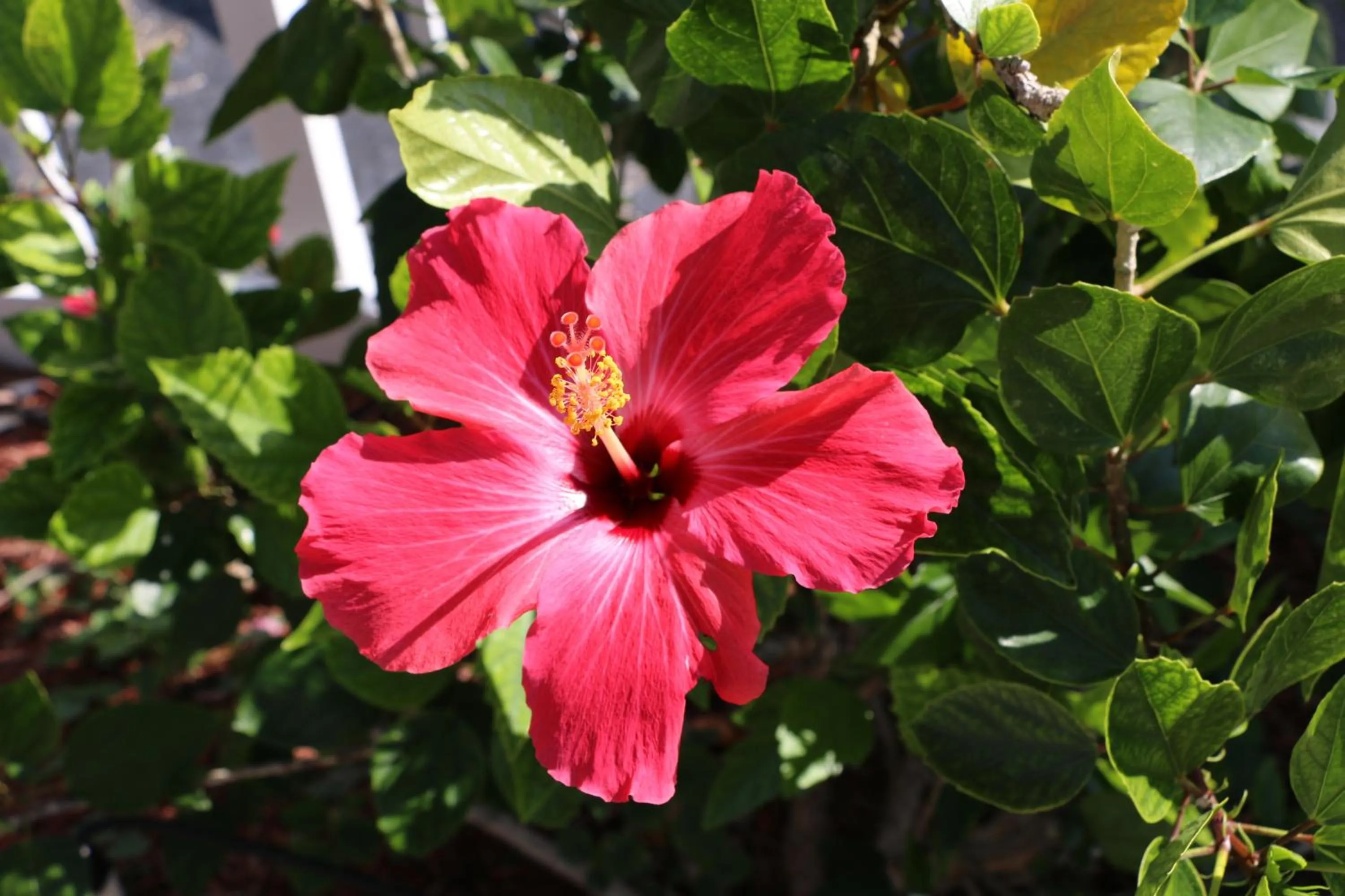 Garden in Breakaway Inn Guest House