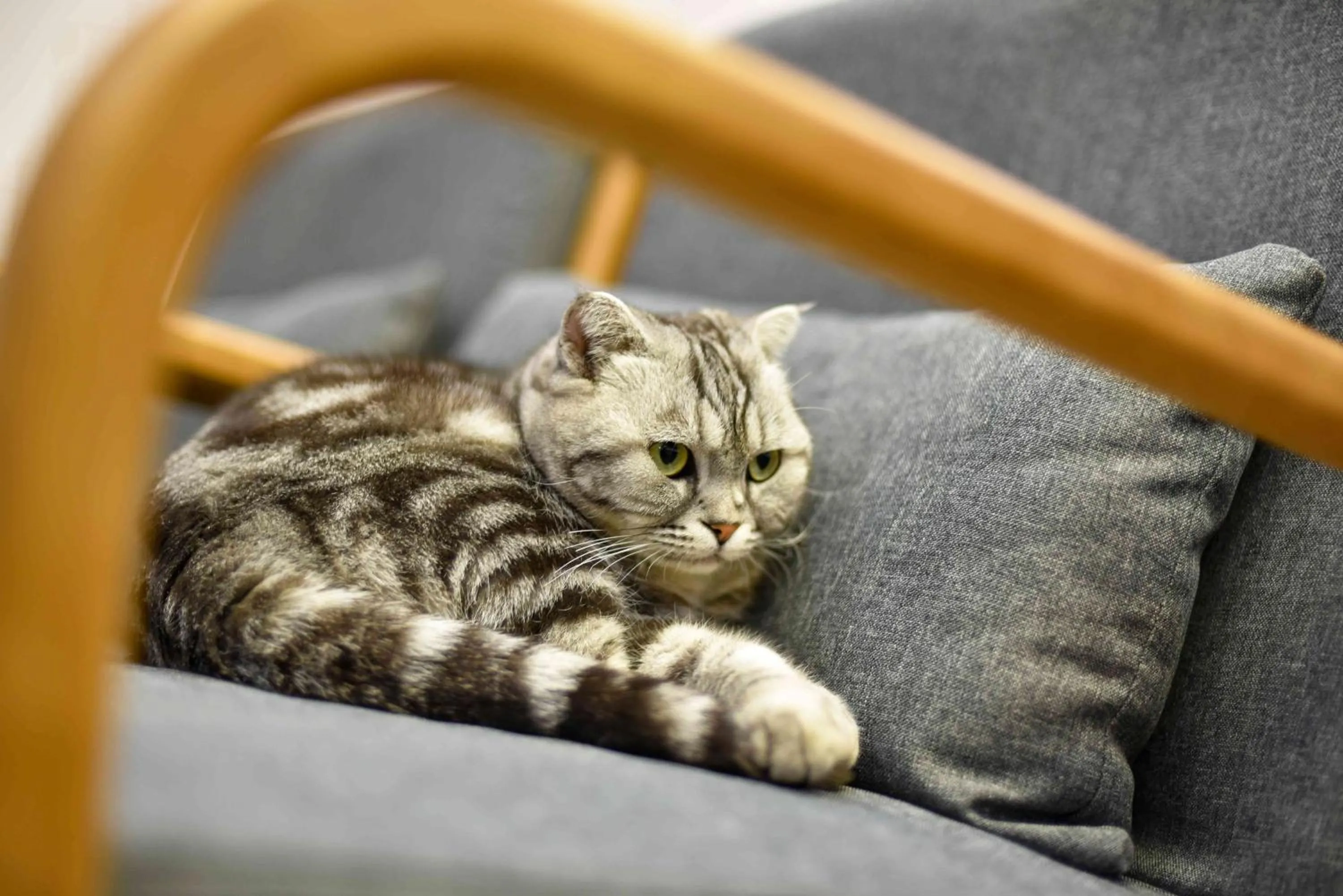 Animals in Xingshe Alley Courtyard Hotel Beijing Wangfujing Forbidden City Branch - Breakfast included & English speaking reception & Free WiFi and Laundry room & Hutong Culture & Cat-keeping & Flower-growing Terrace & One day tour service & Free coffee