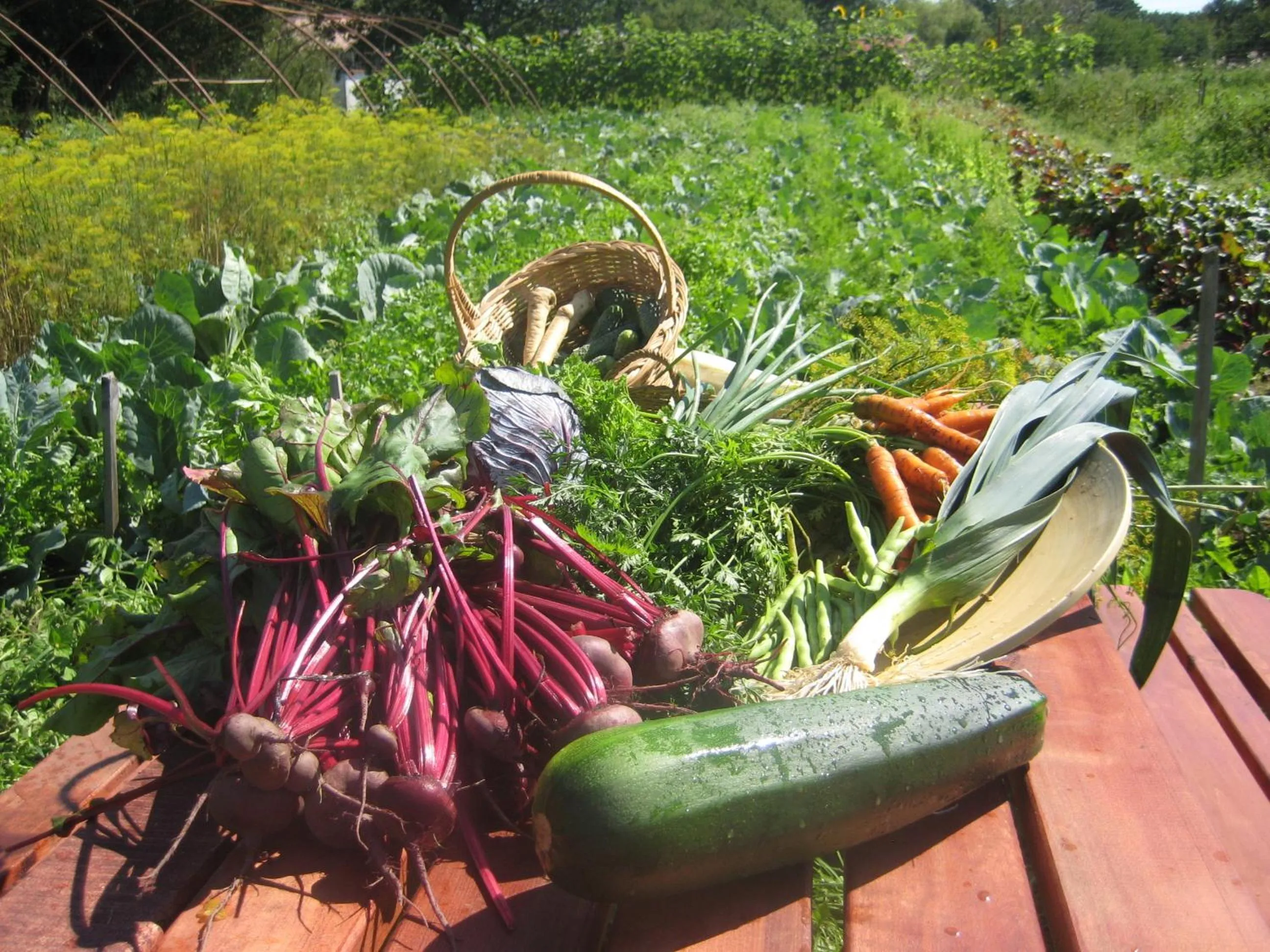 Garden in Folwark Na Półwyspie