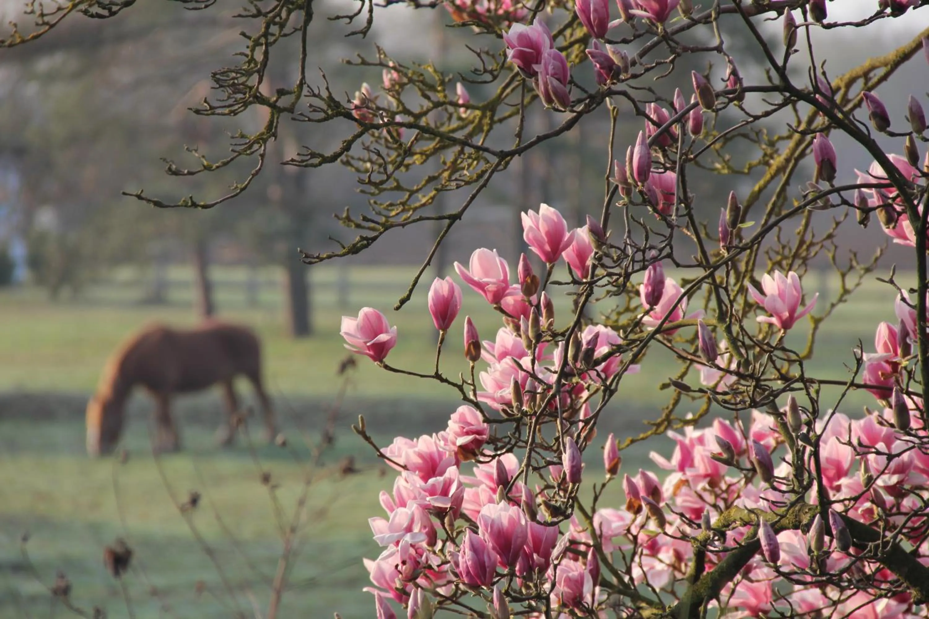 Garden view in Logis Hôtel Restaurant La Vieille Ferme, Mâcon Nord