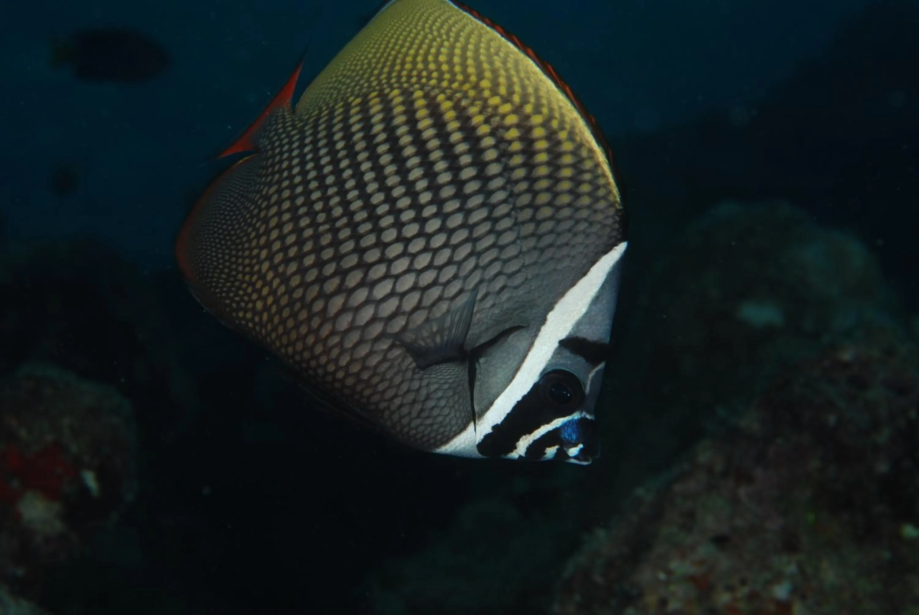 Annama Lodge and Dive