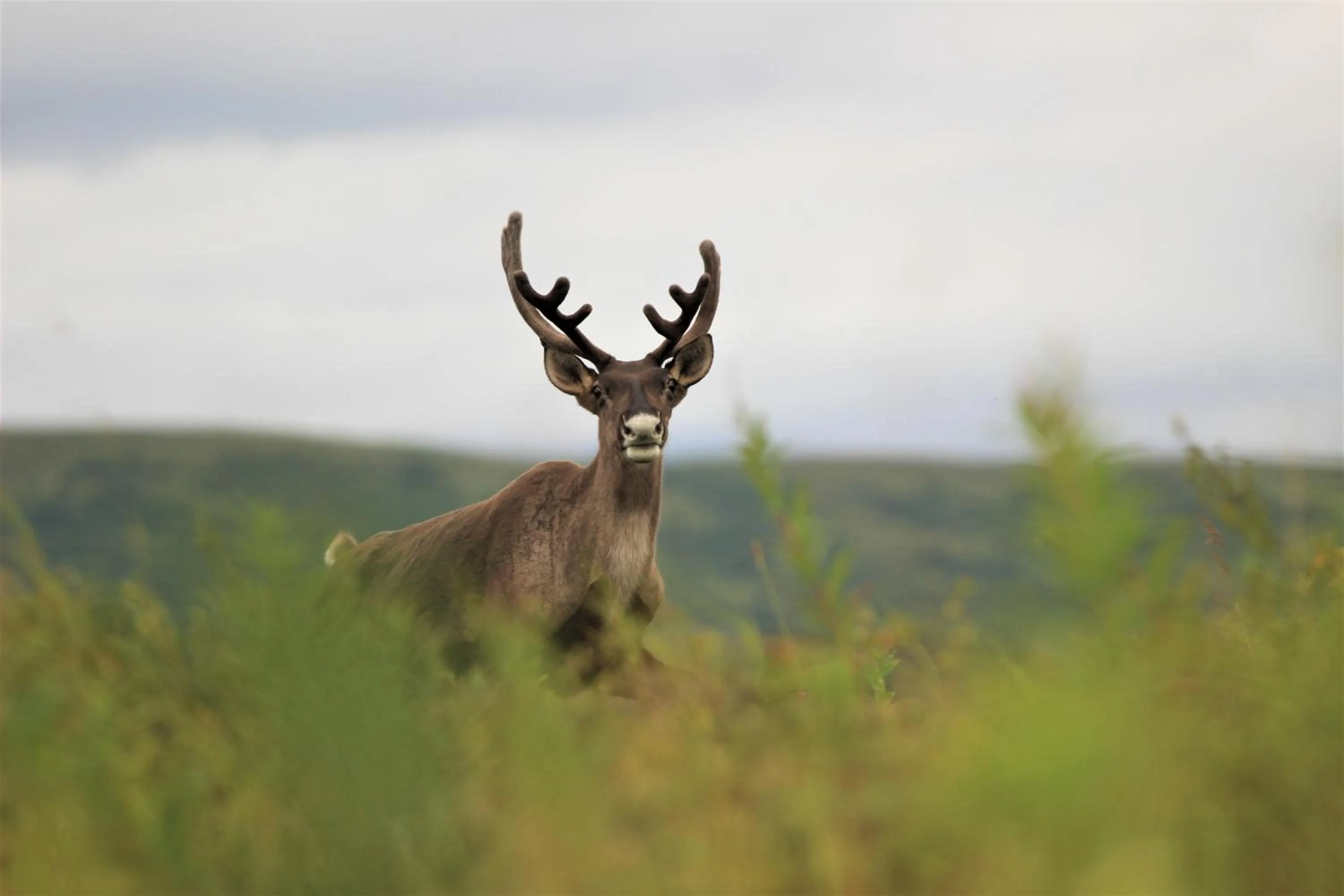 Caribou Lodge Alaska