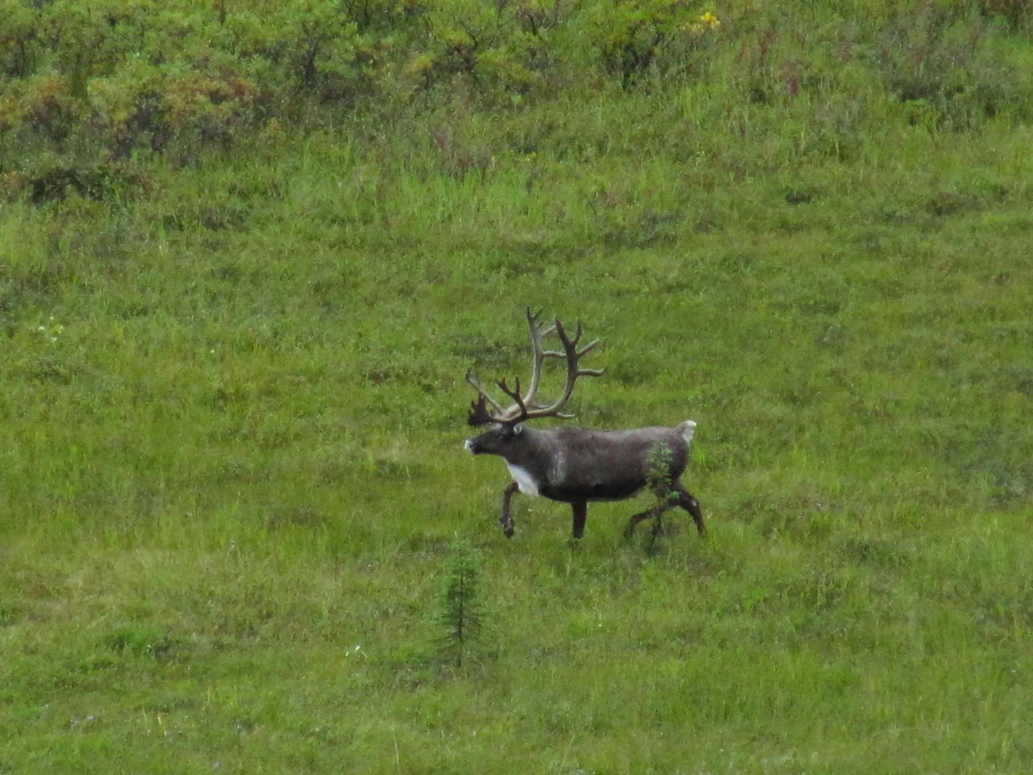 Summer in Caribou Lodge Alaska