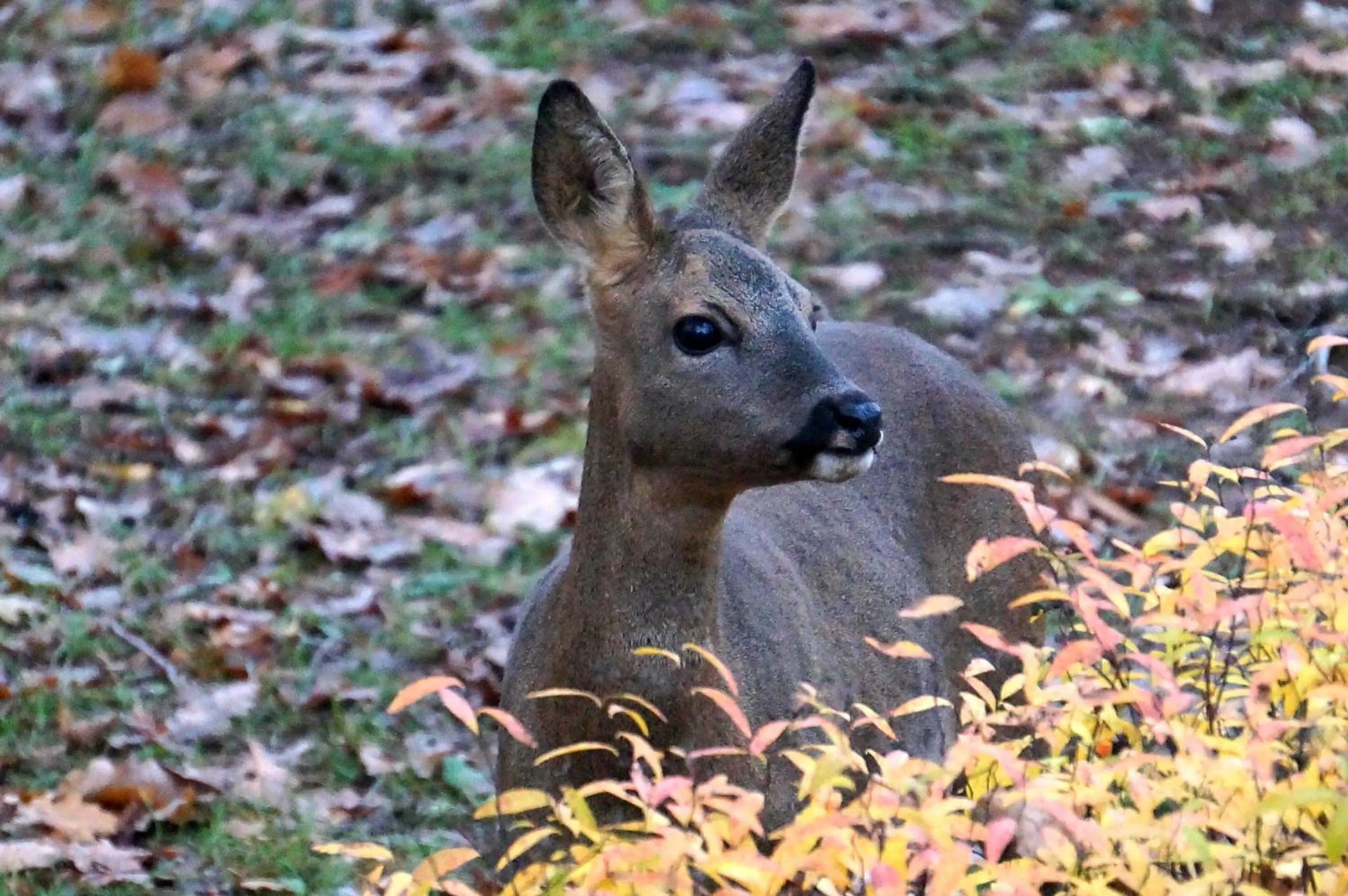 Pets in Les Feuillantines Perigord Noir