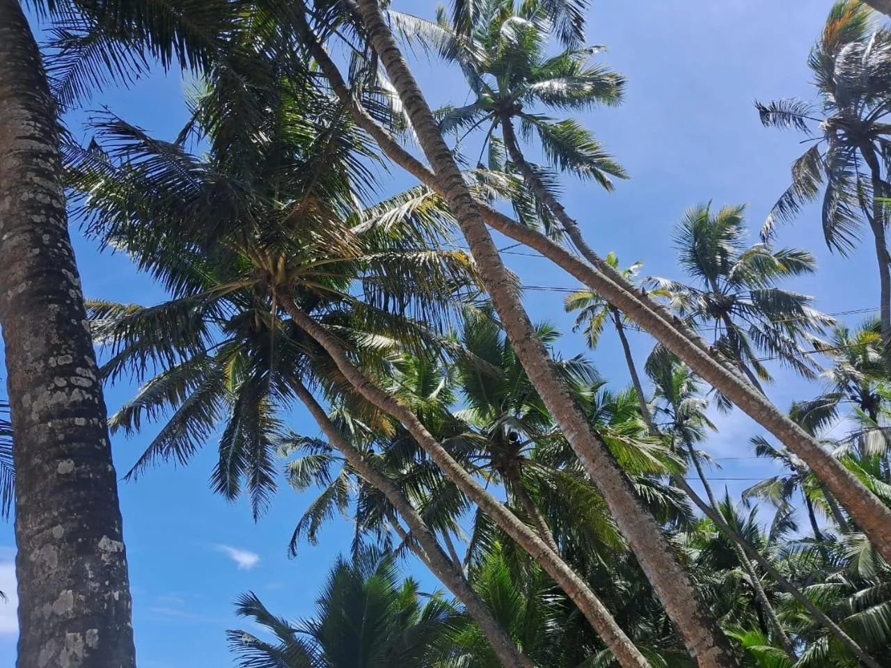 Garden in Lucky Prince Villa & Ayurveda Wellness