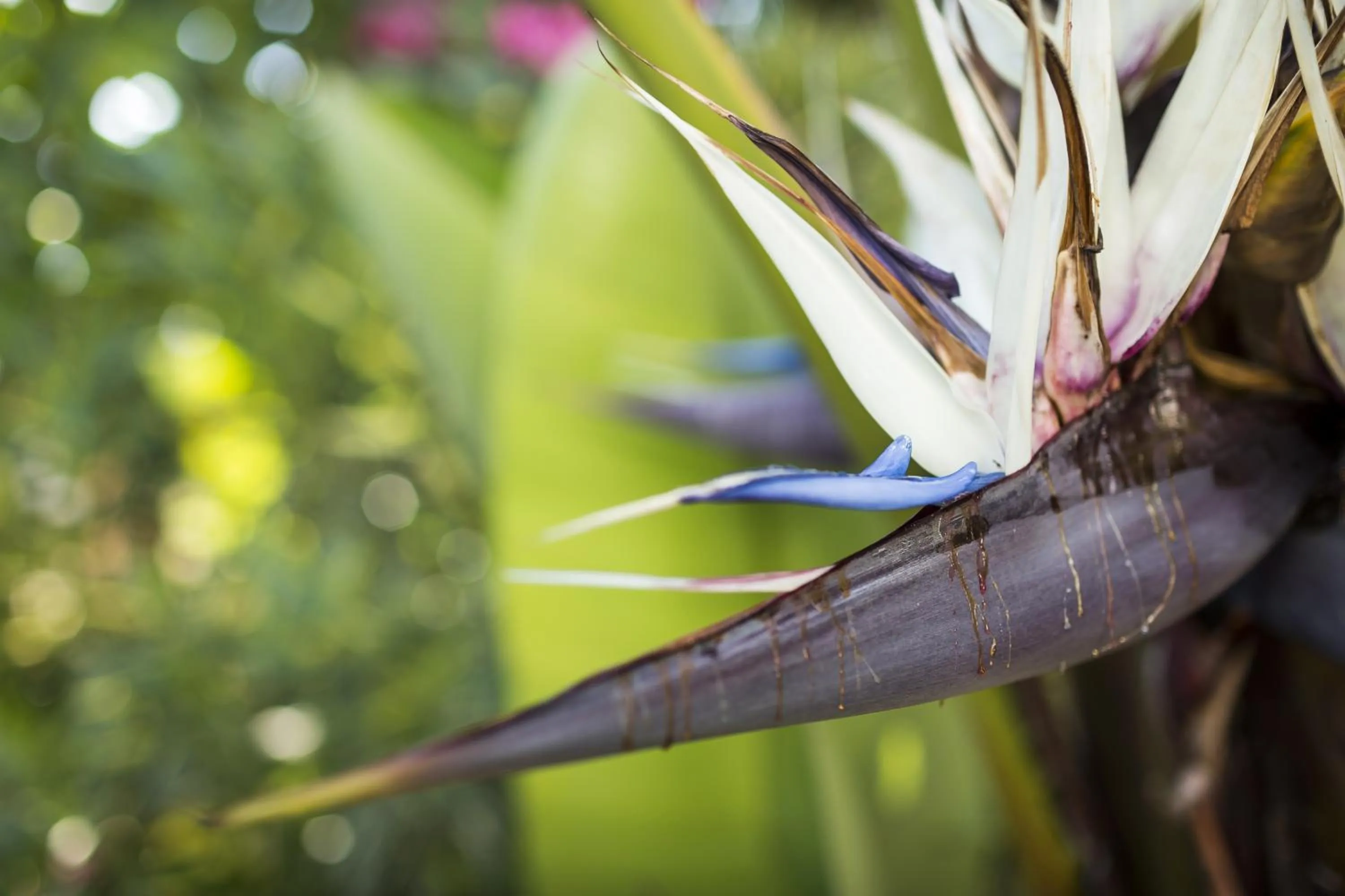 Garden in Apartamentos Zodiac