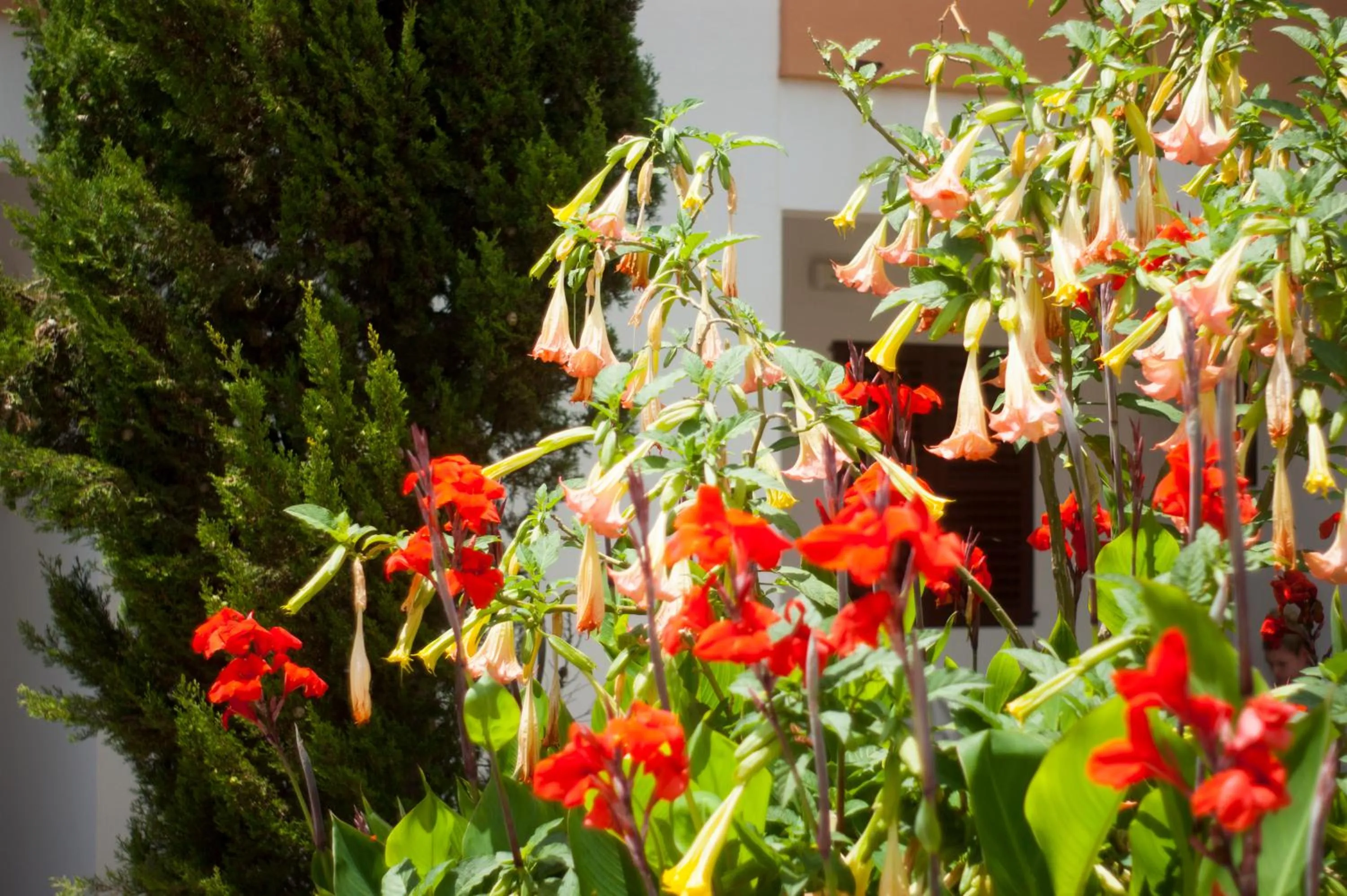Garden in Apartamentos Zodiac