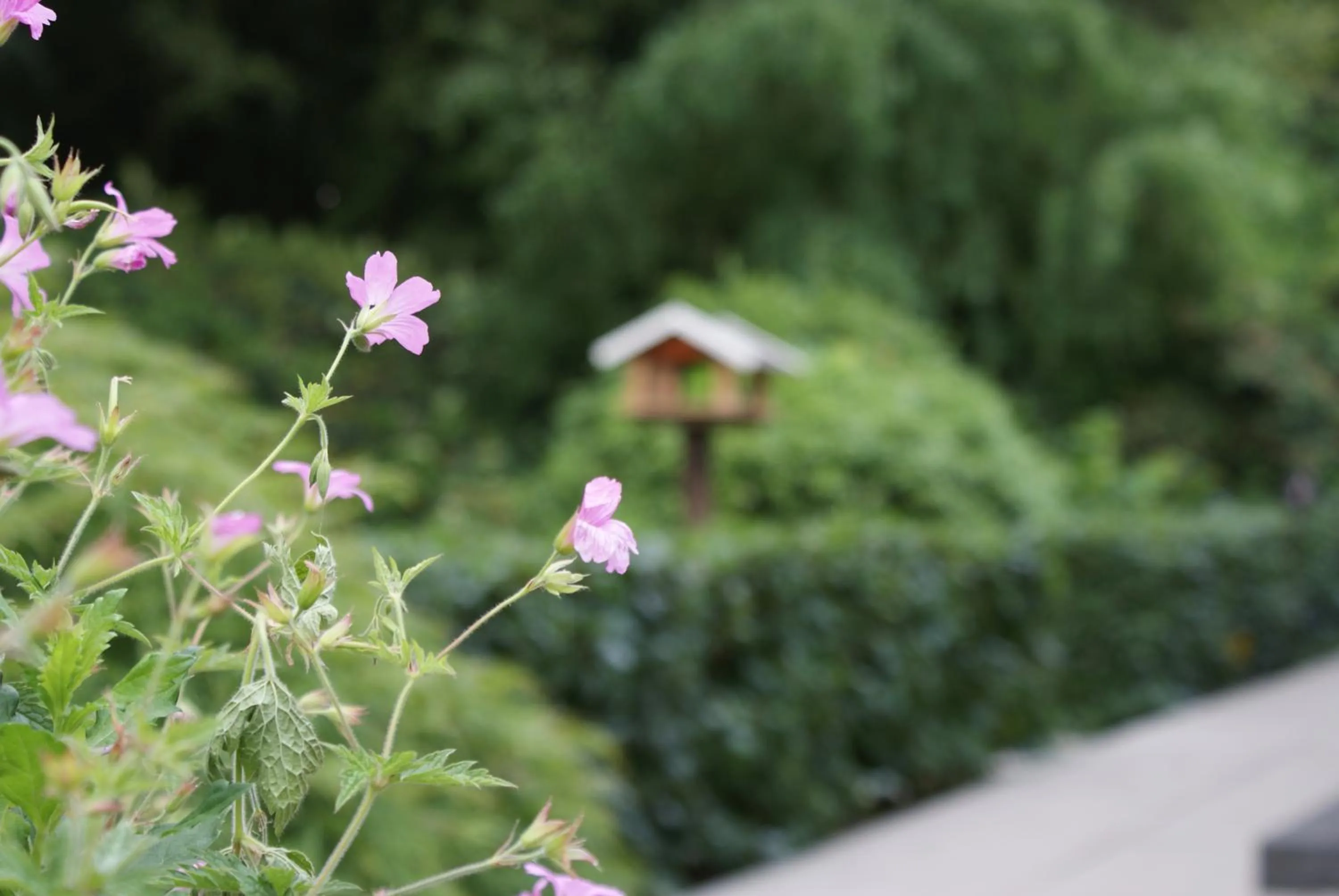 Garden in De Drie Berken