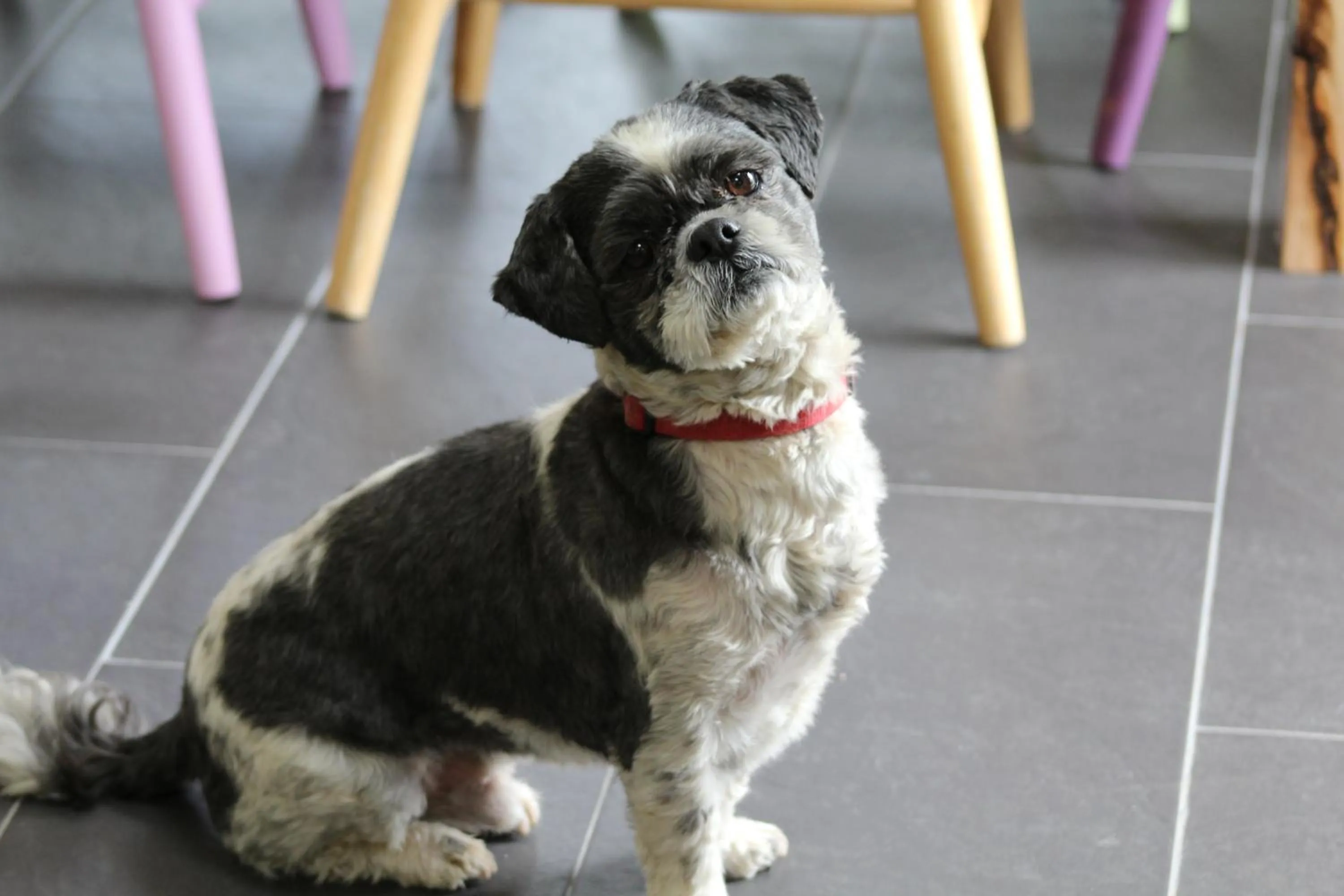 Pets in Luachra Lodge