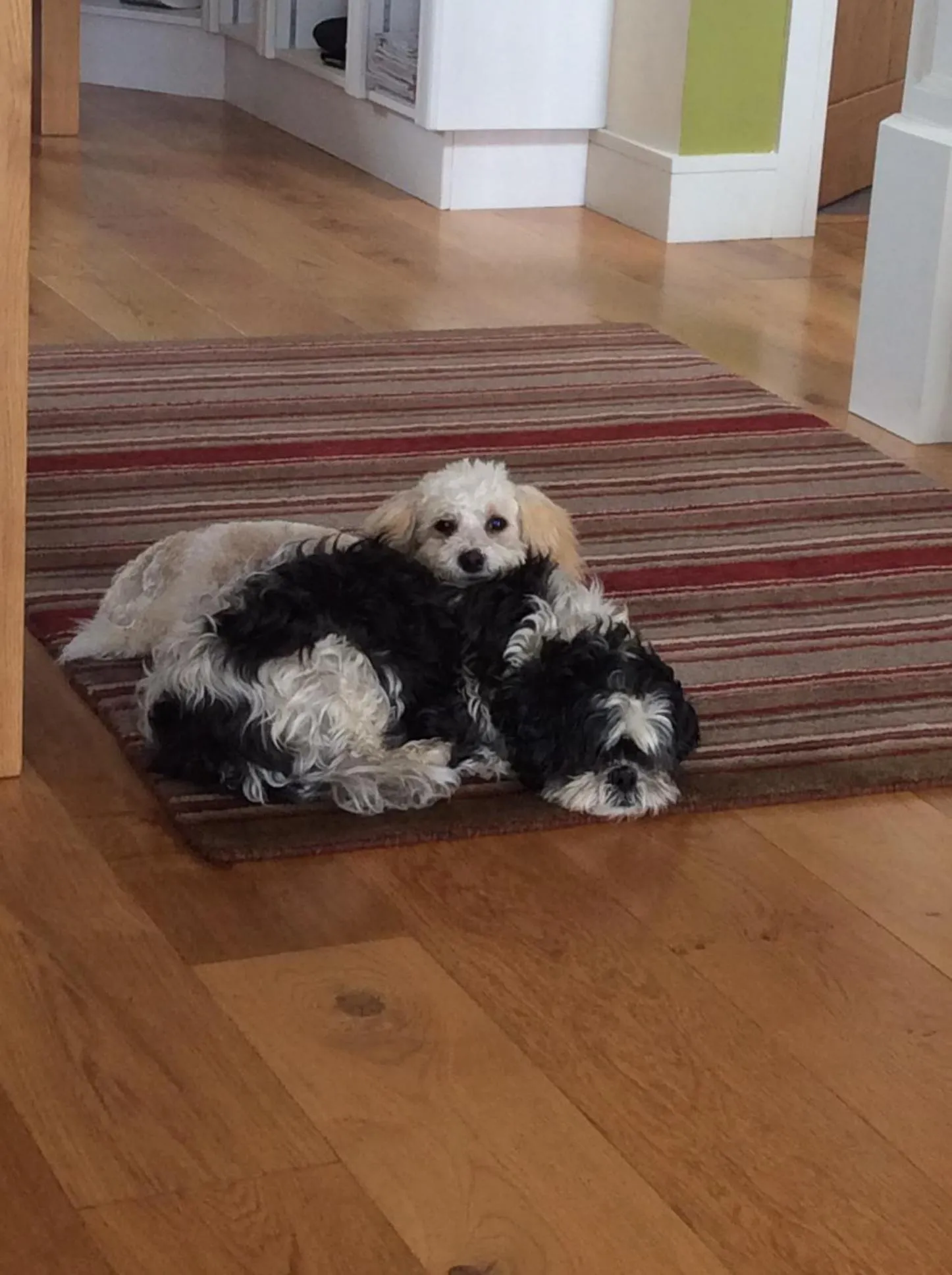 Pets in Luachra Lodge