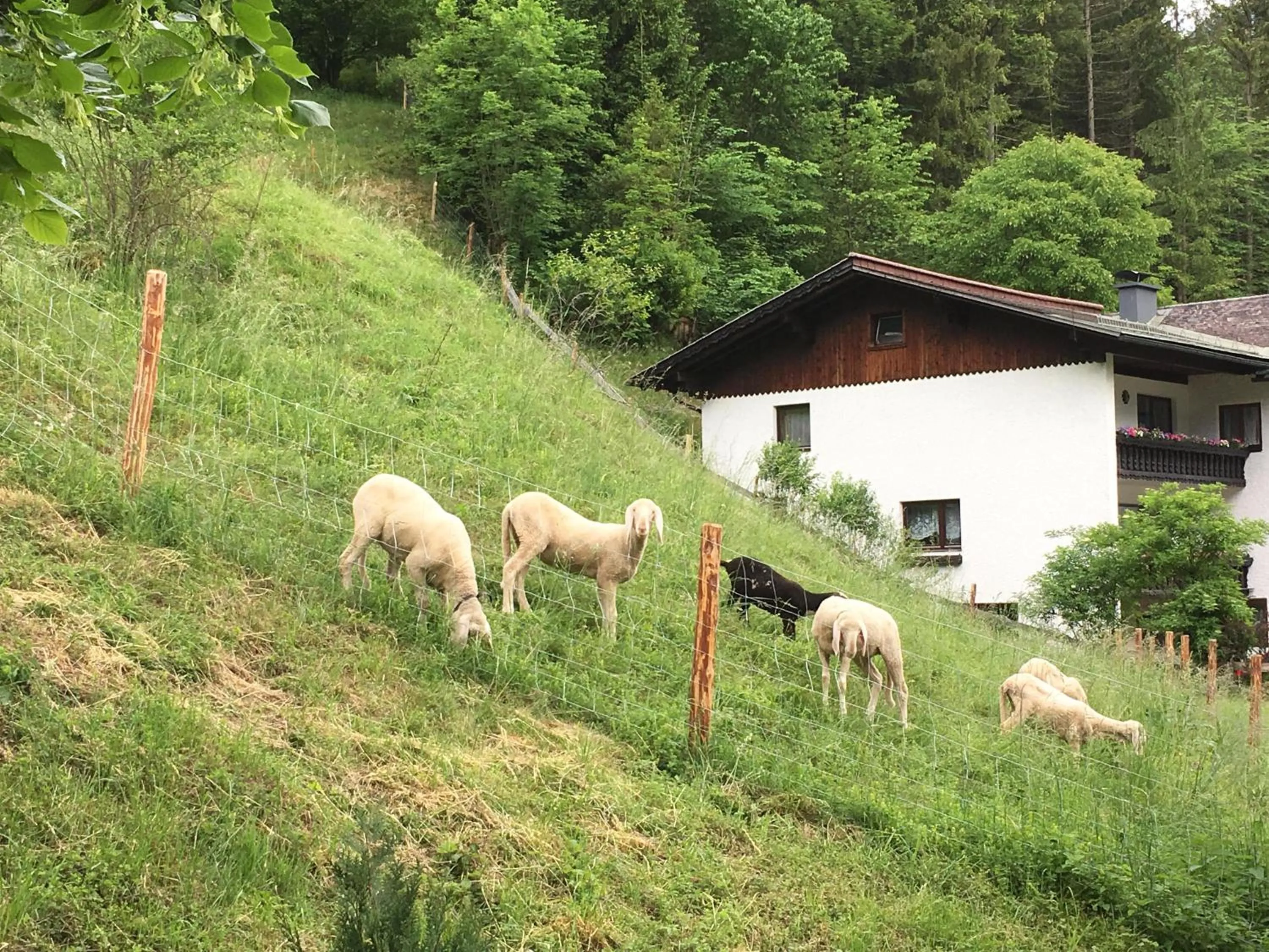 Animals in Chalet am Sonnenhang