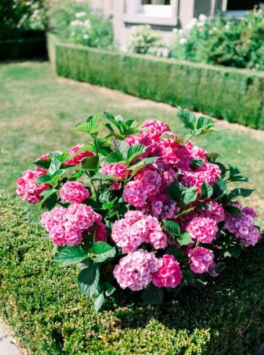 Garden in Tinakilly Country House Hotel