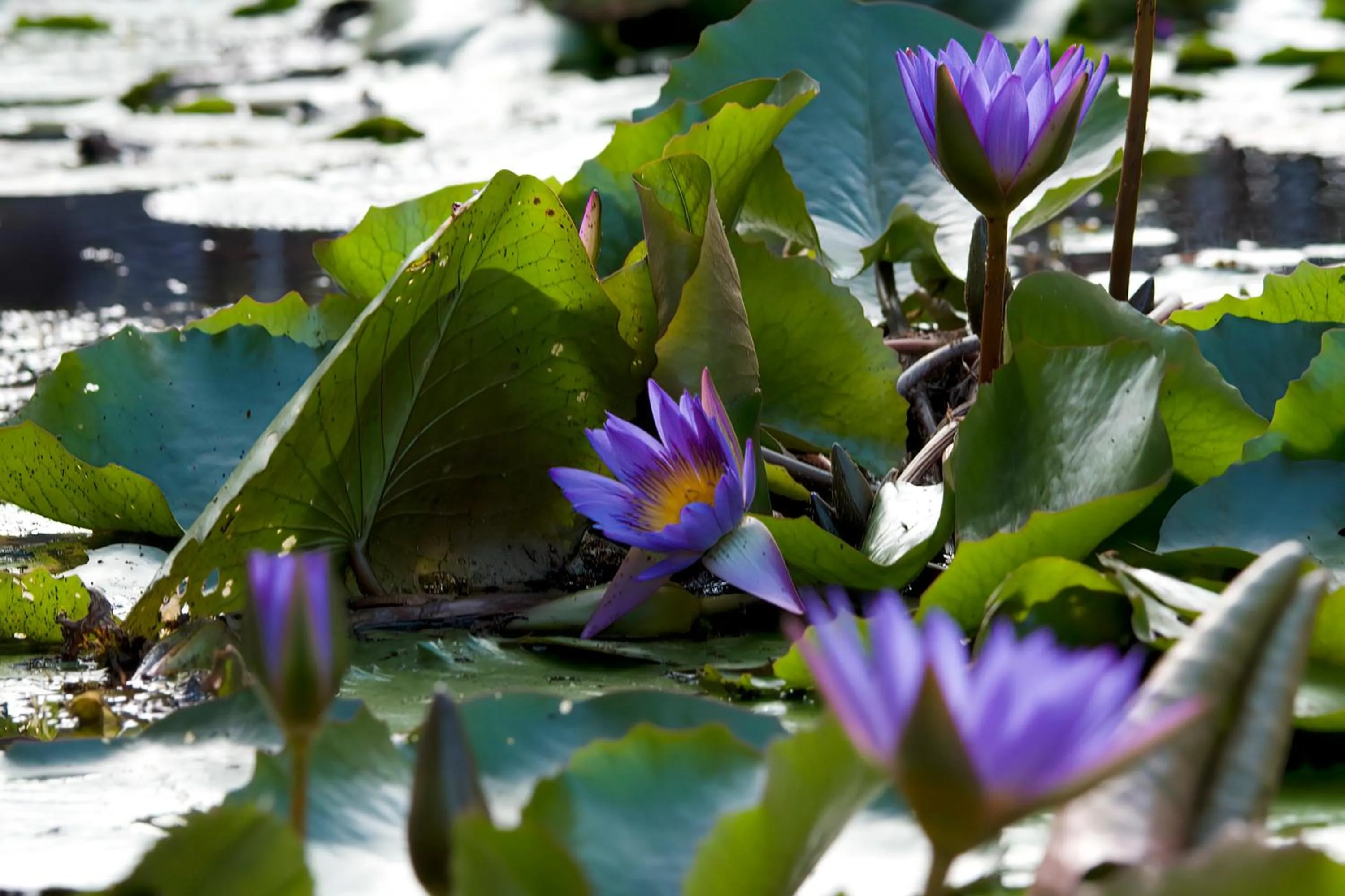 Natural landscape in Hotel Tropiq