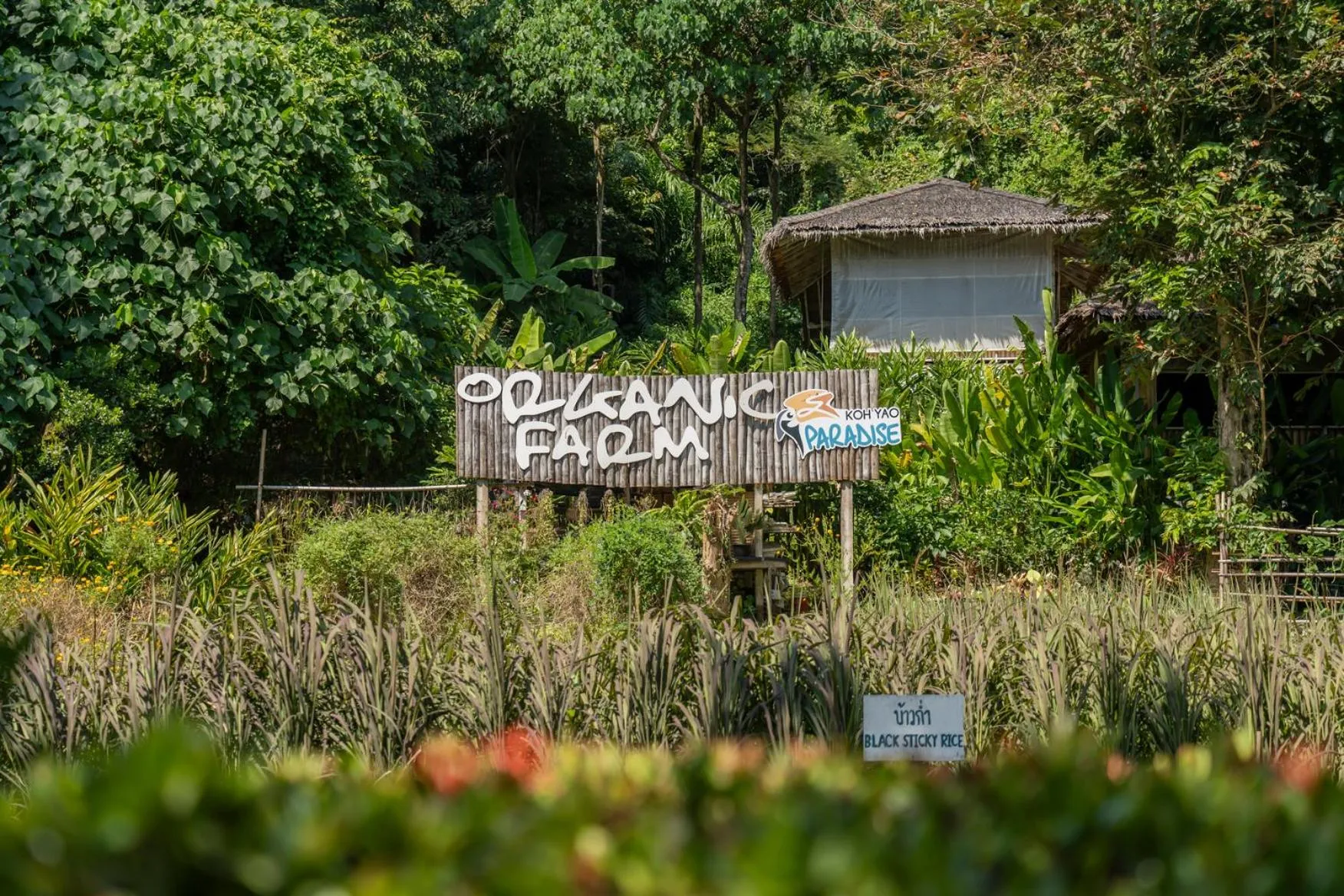 Garden in Paradise Koh Yao