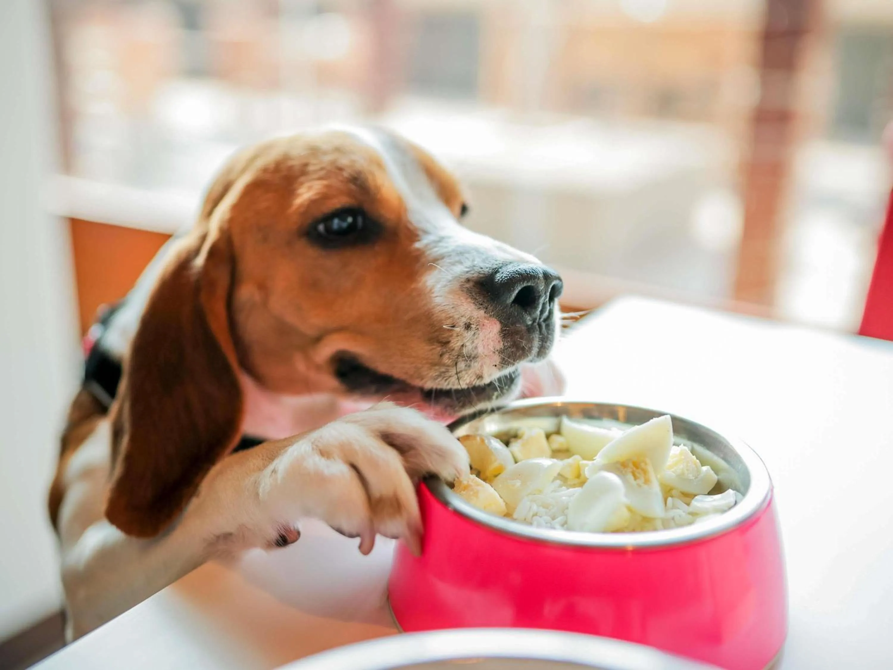 Other in Hotel ibis Lisboa Saldanha