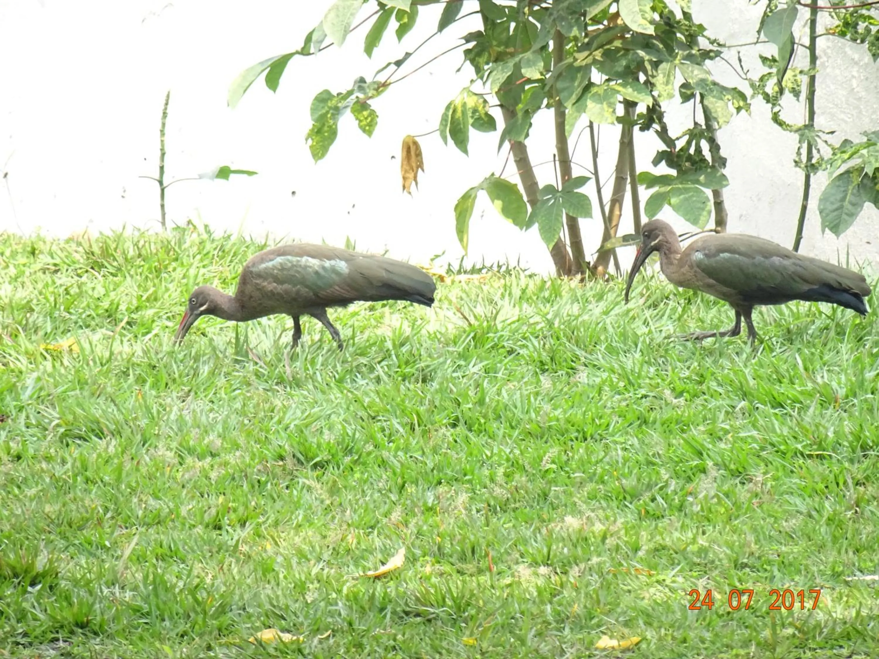Garden in Kivu Beach Garden