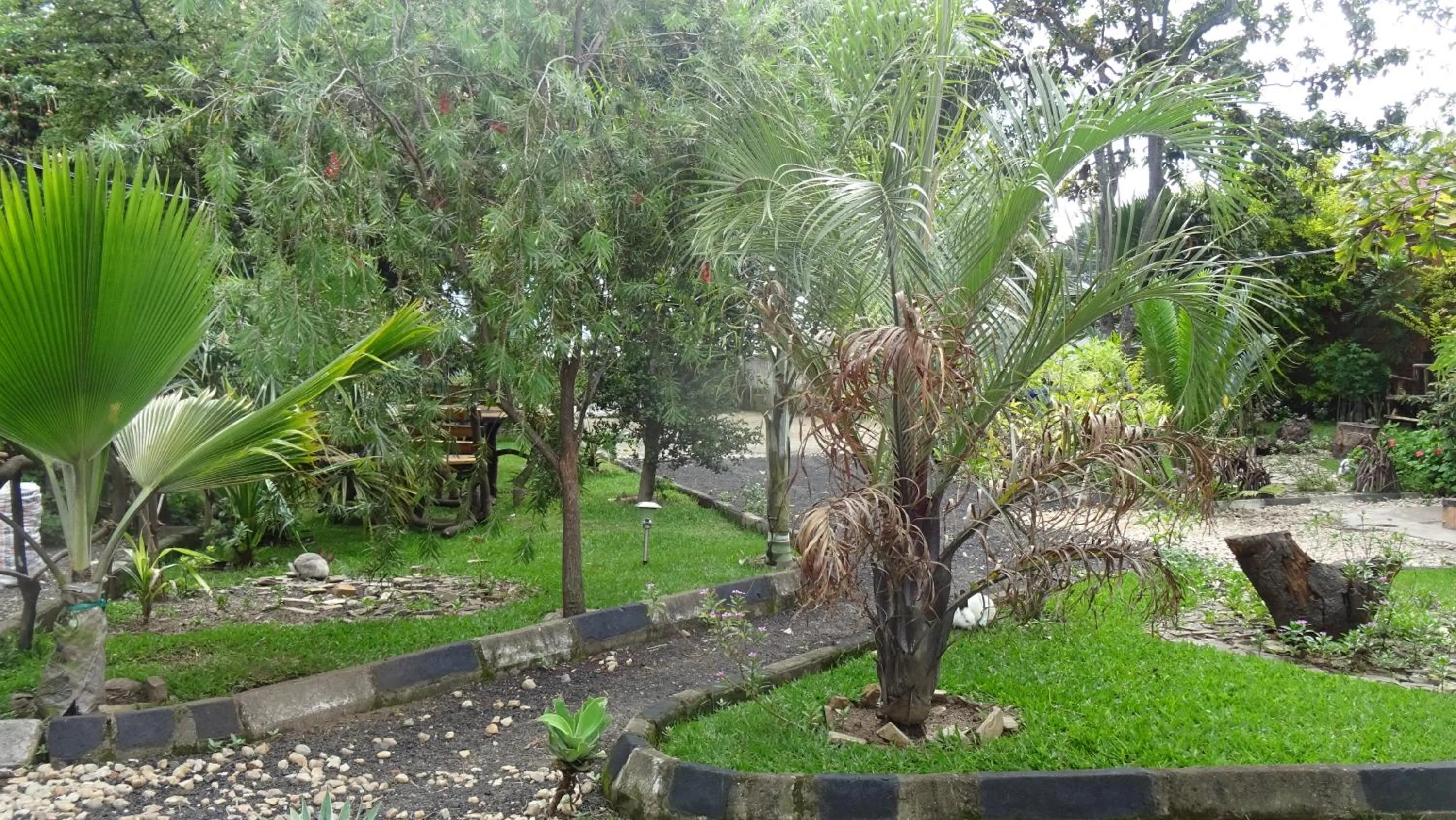 Garden view in Kivu Beach Garden