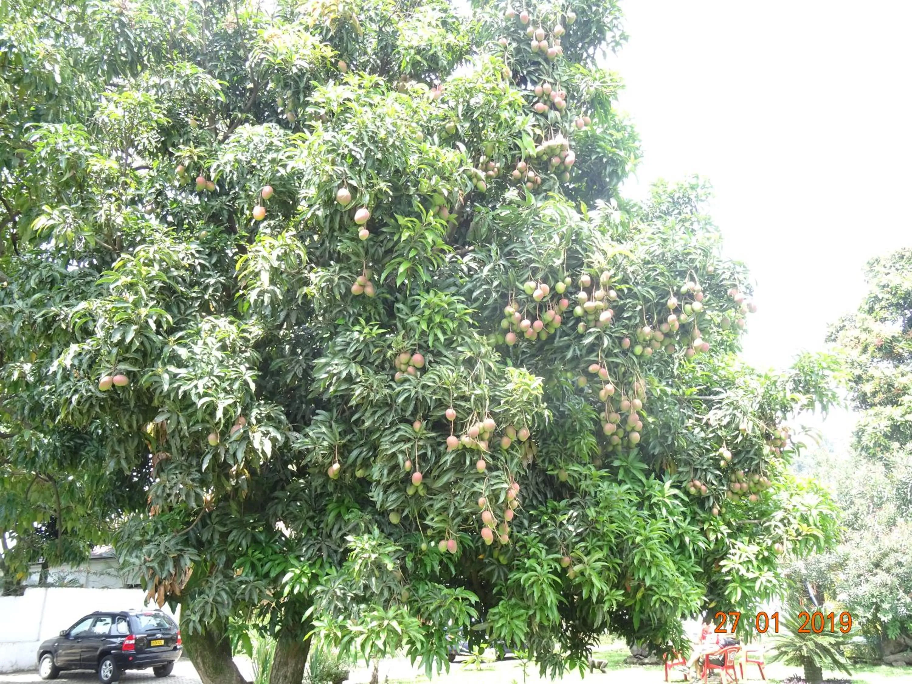 Garden in Kivu Beach Garden