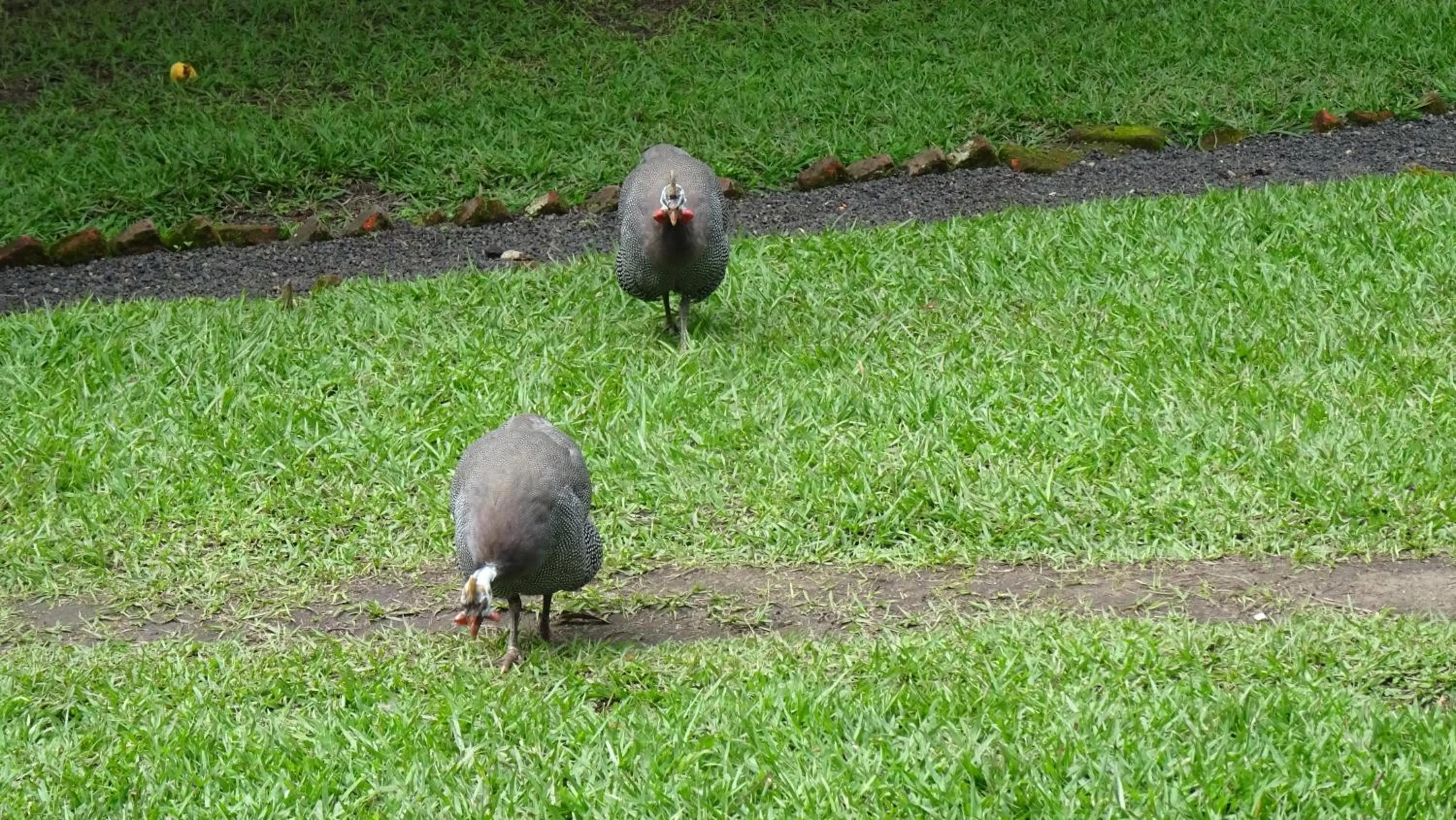Garden in Kivu Beach Garden