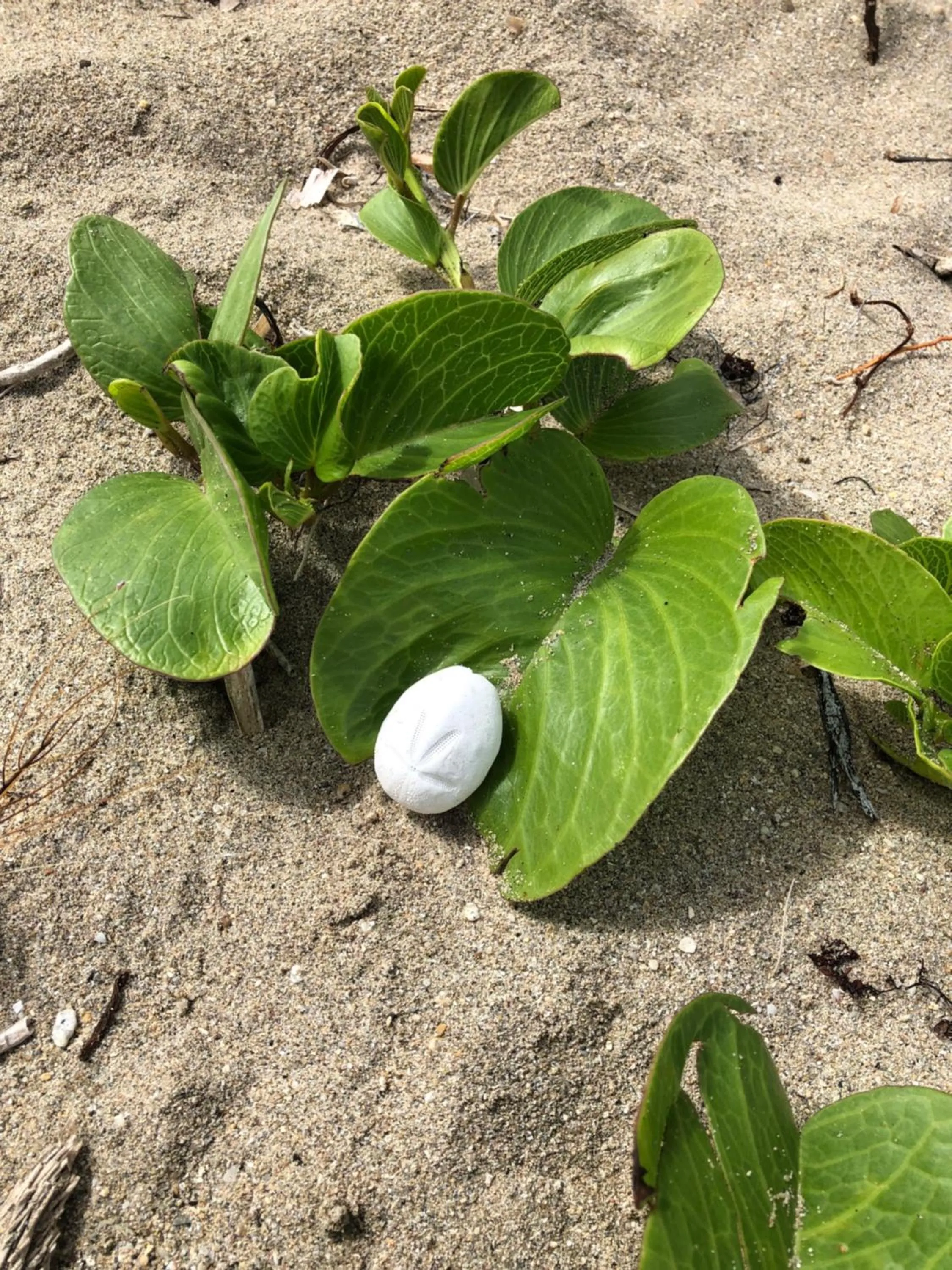 Blue Horizon Boutique Resort