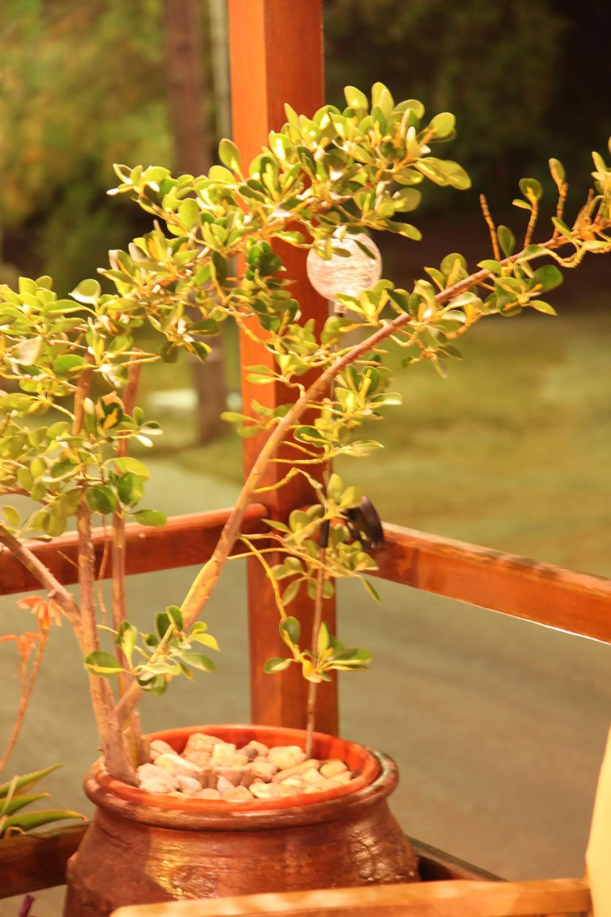 Decorative detail in Maistrali