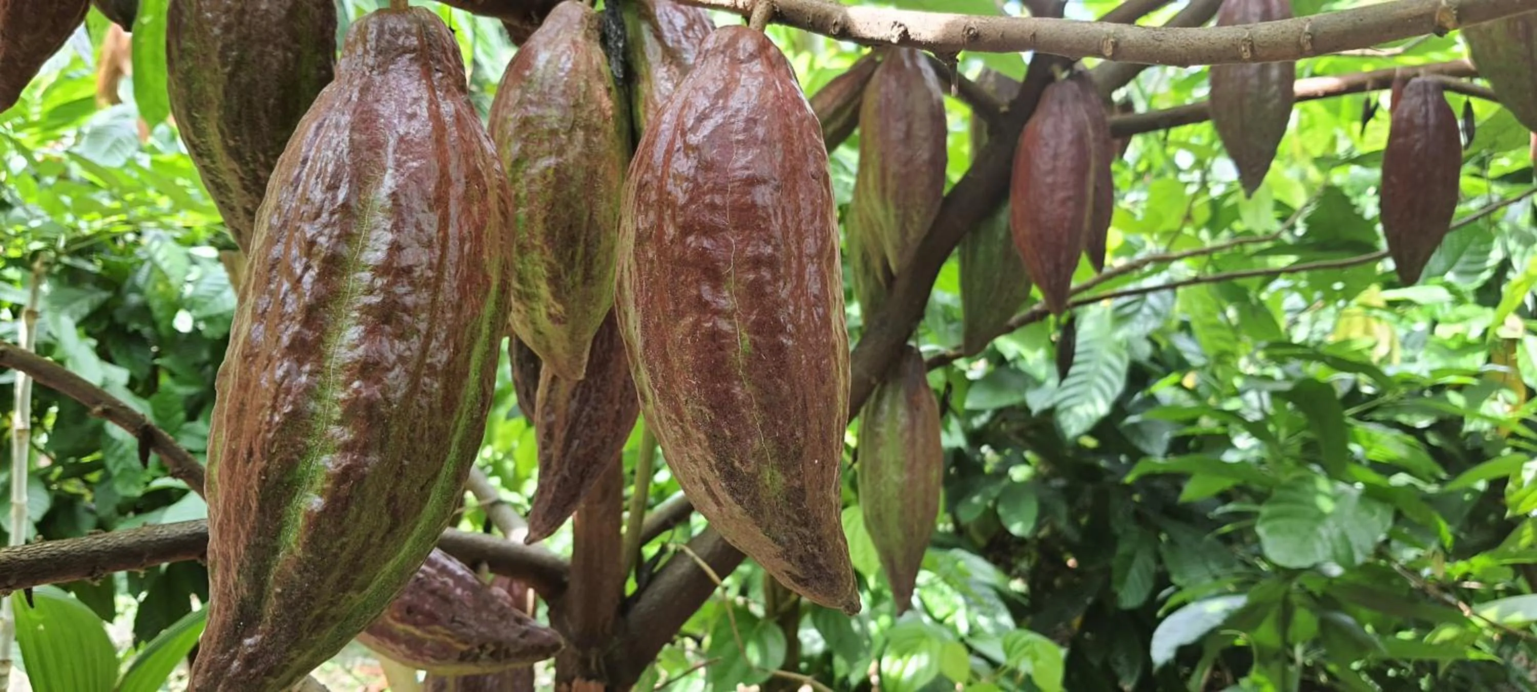 Saengcha Farm Resort