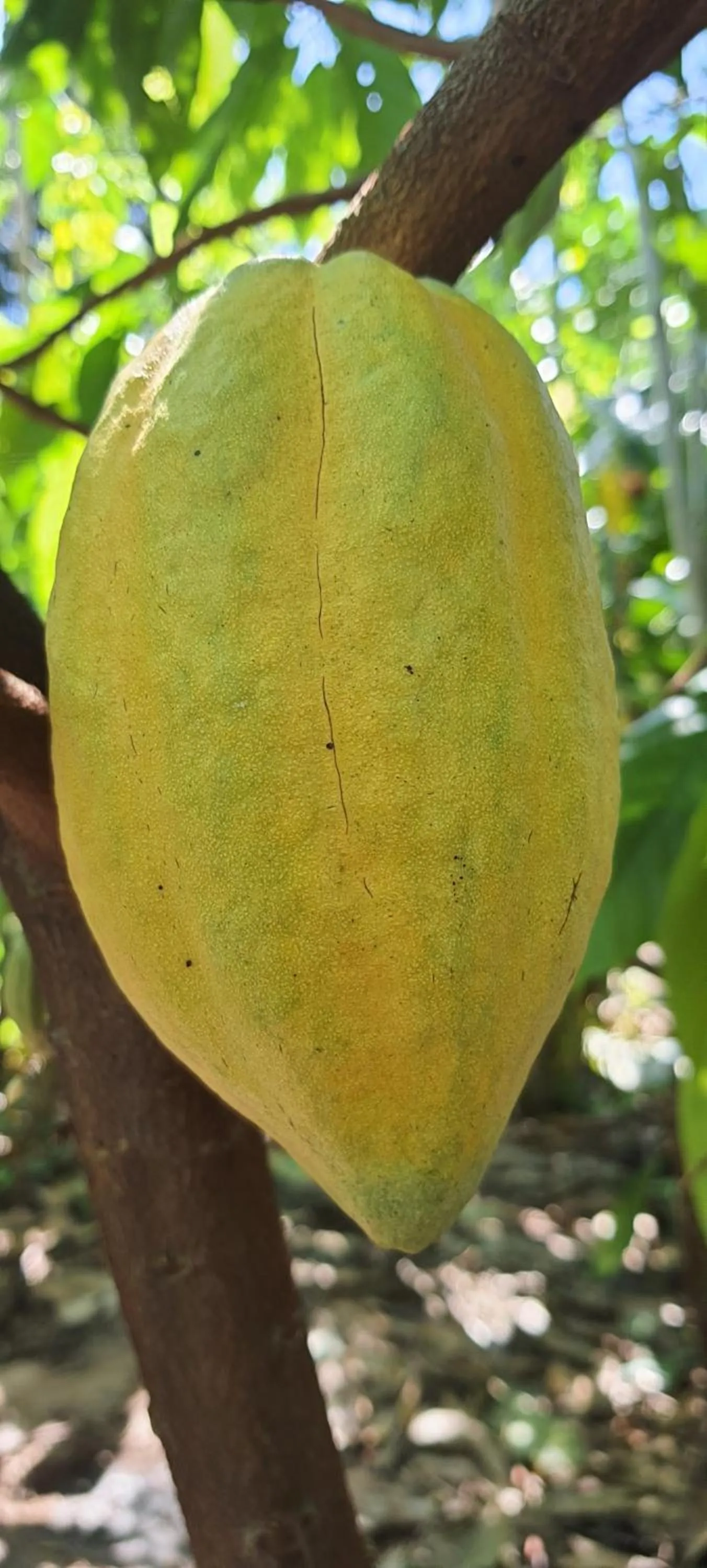 Saengcha Farm Resort