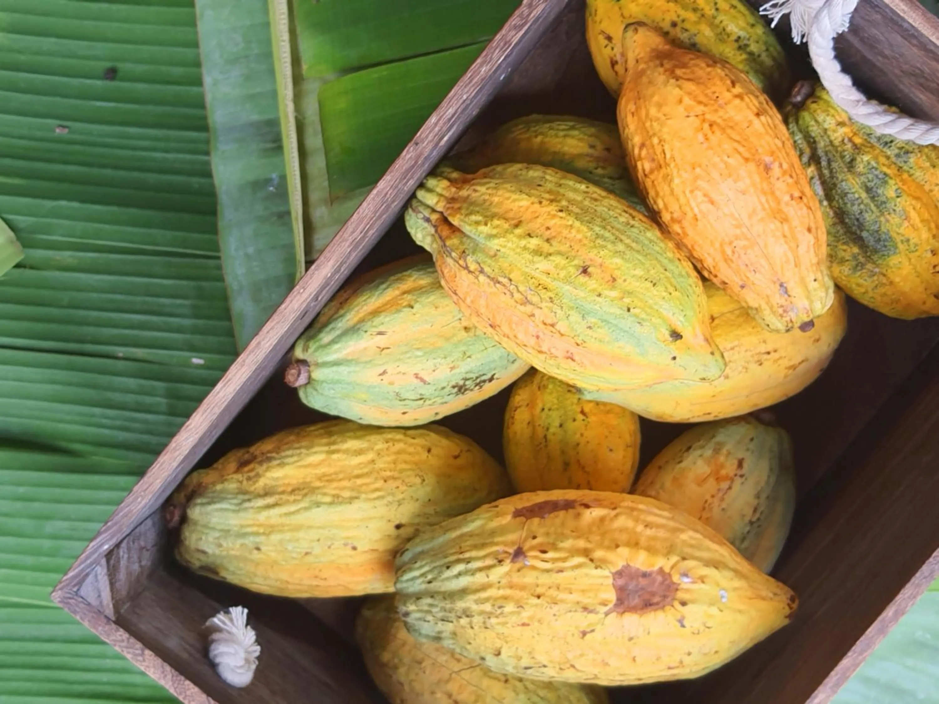 Saengcha Farm Resort