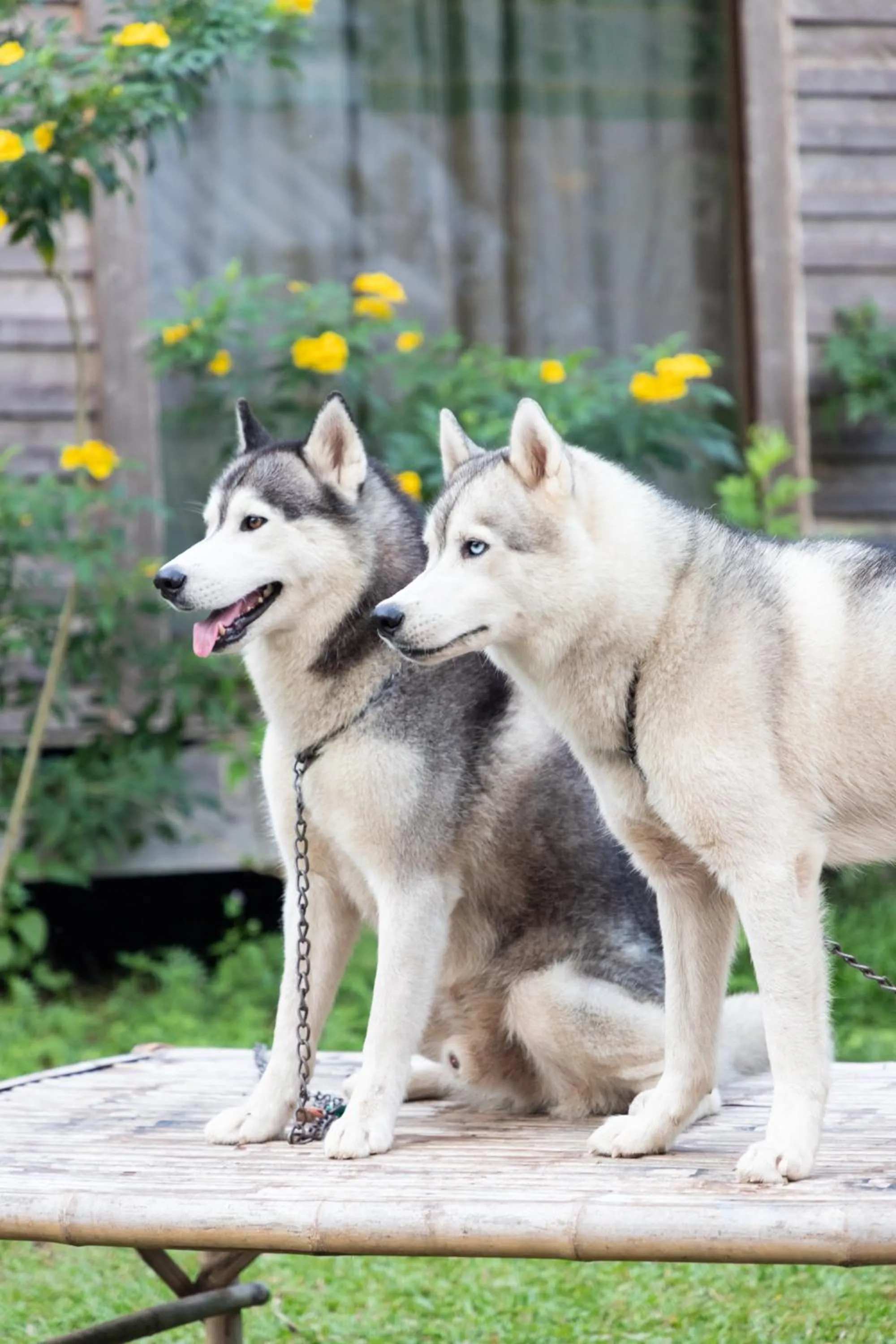 Pets in Saengcha Farm Resort
