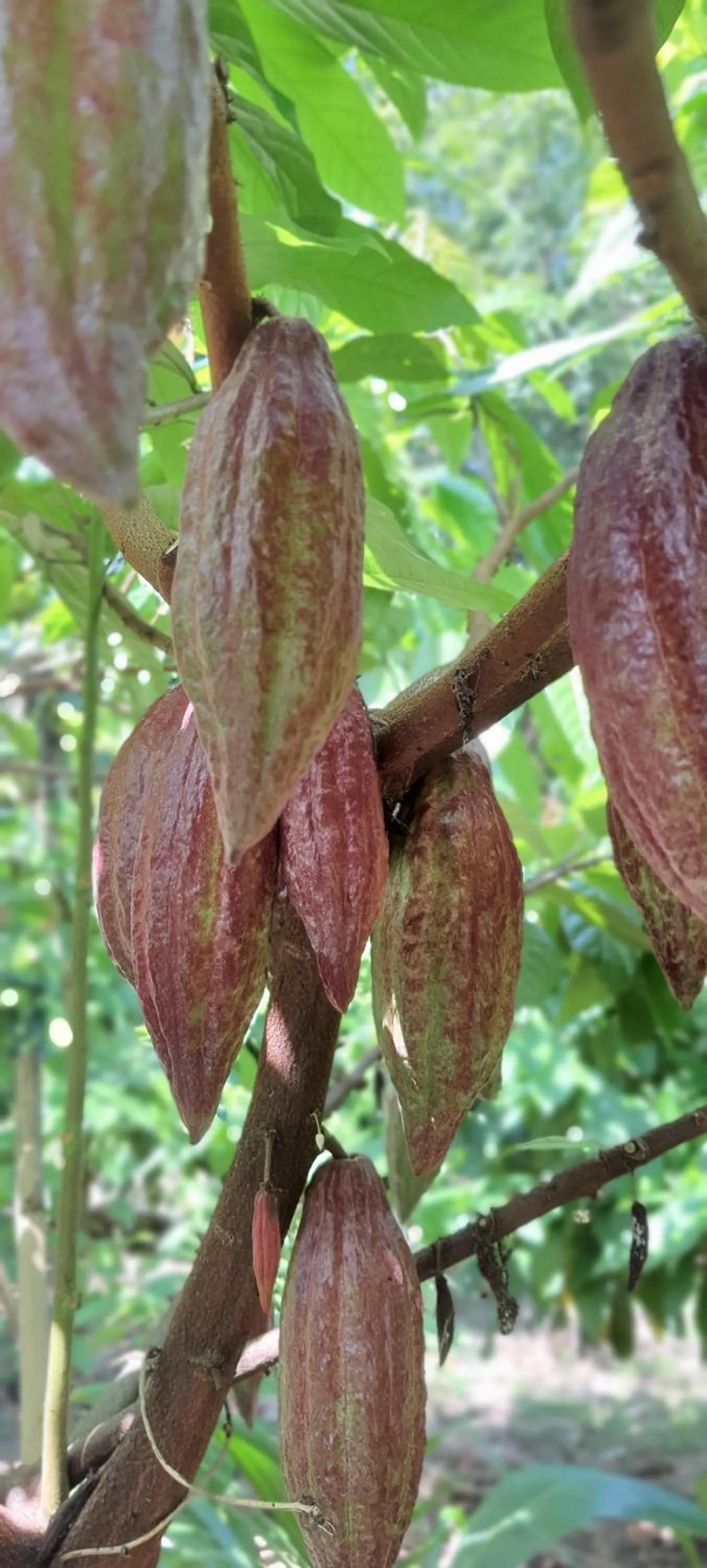 Saengcha Farm Resort