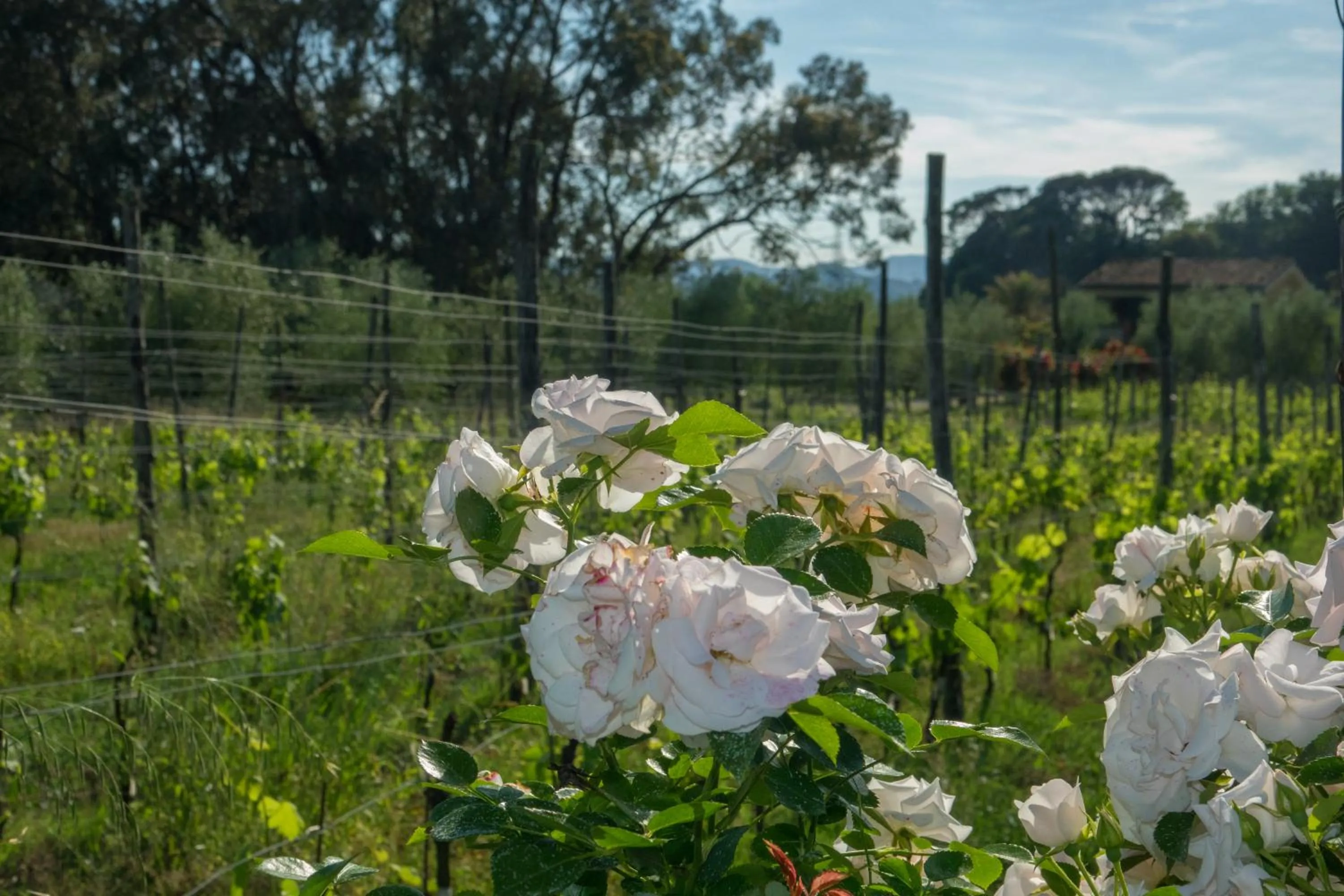 Natural landscape in Resort La Ghiaia