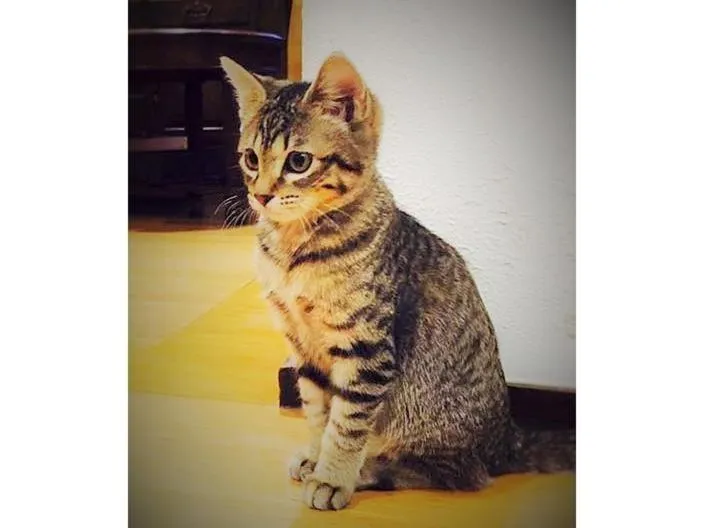 Pets in Kurumayama Kogen Guesthouse Urara