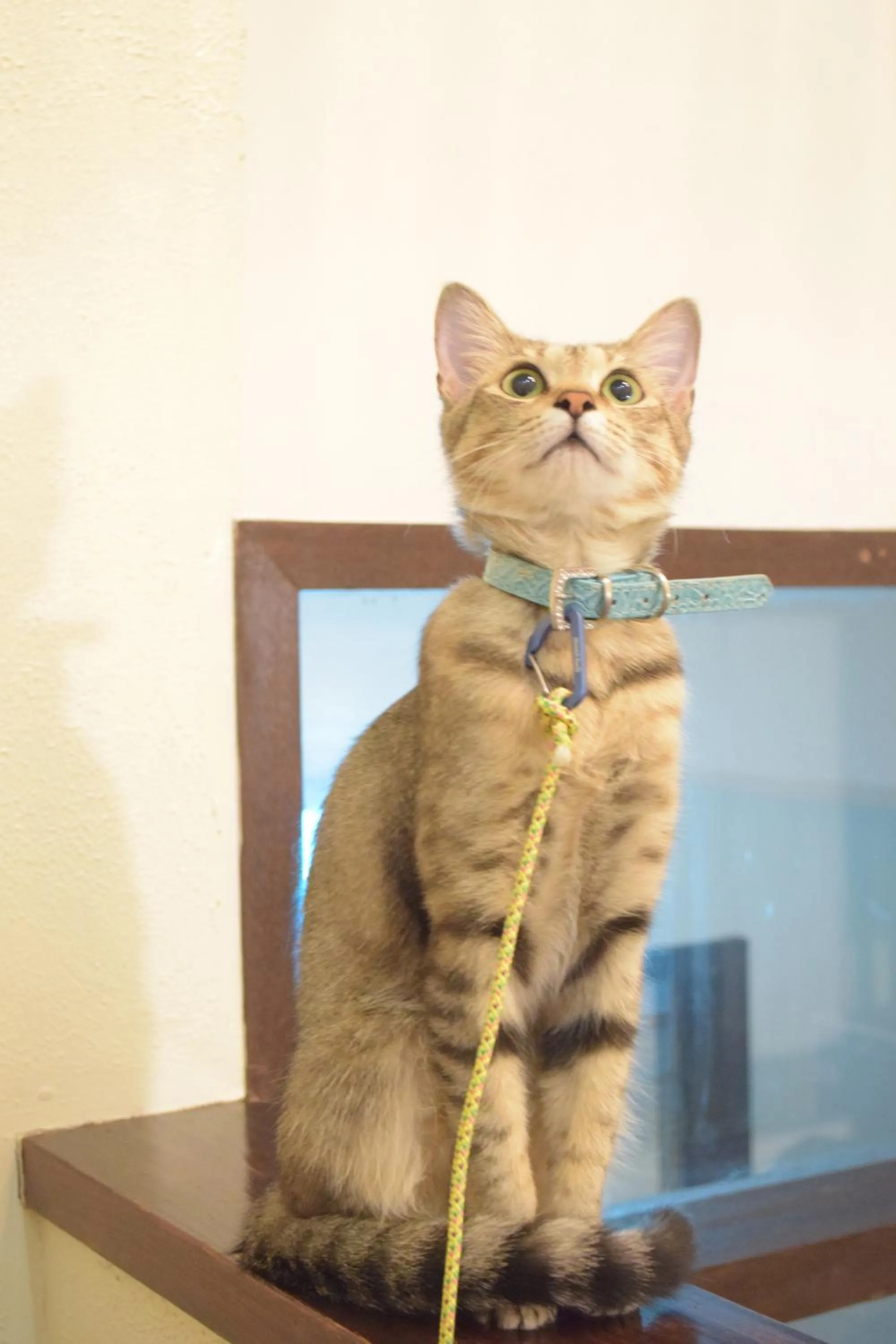 Pets in Kurumayama Kogen Guesthouse Urara