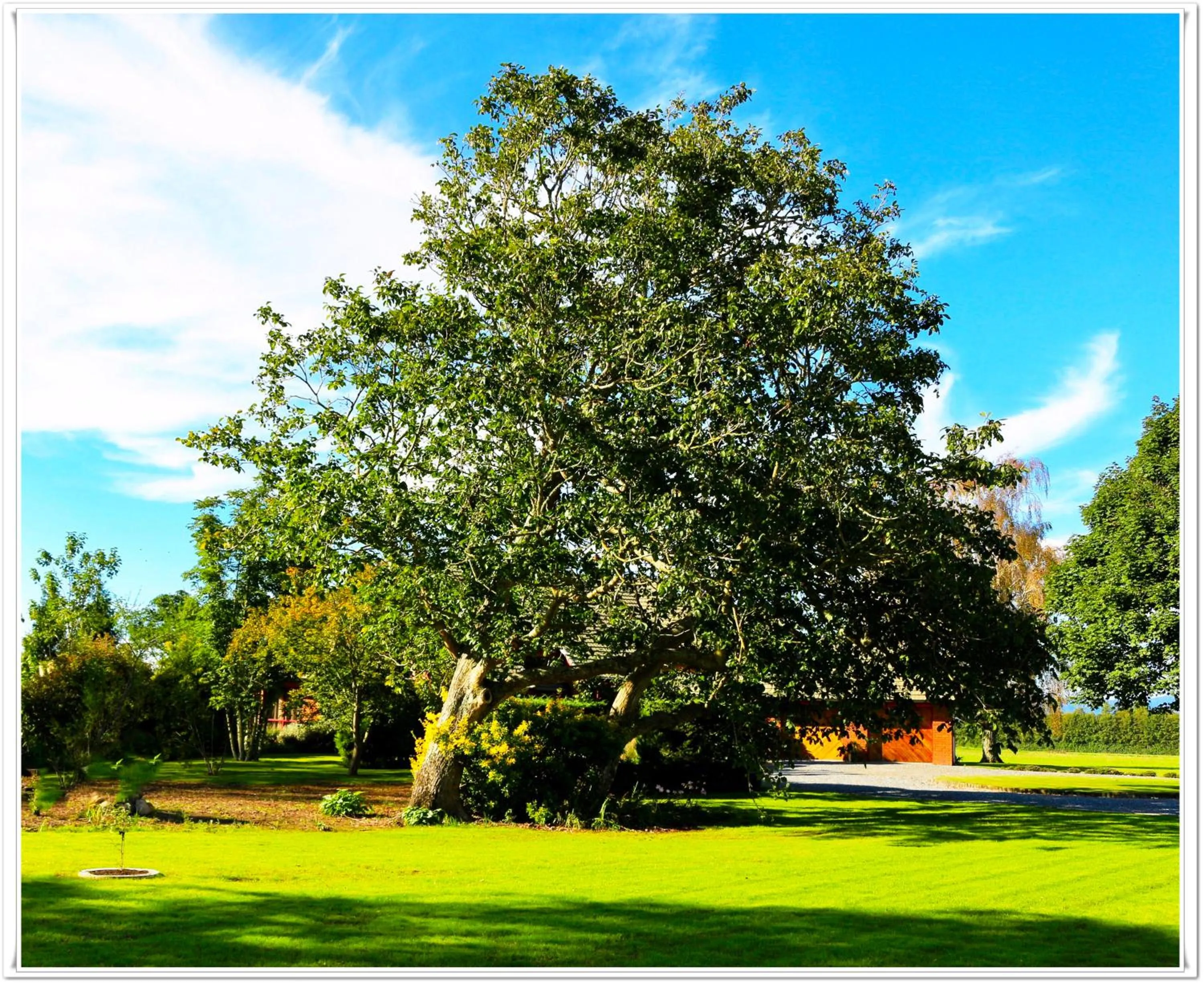 Garden view in Walnut Lodge B&B