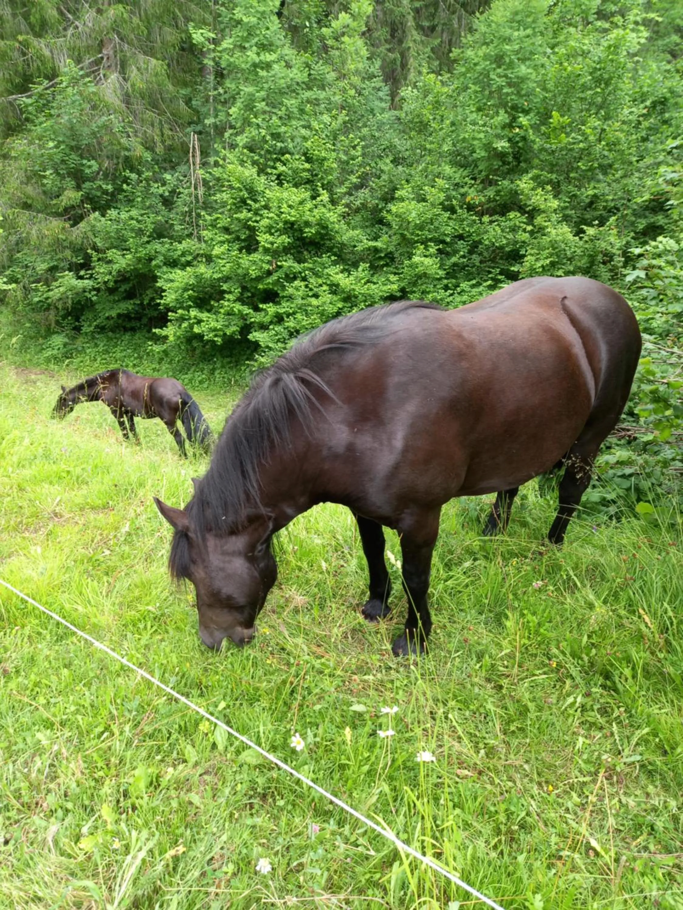 Animals in Albergo Scoiattolo