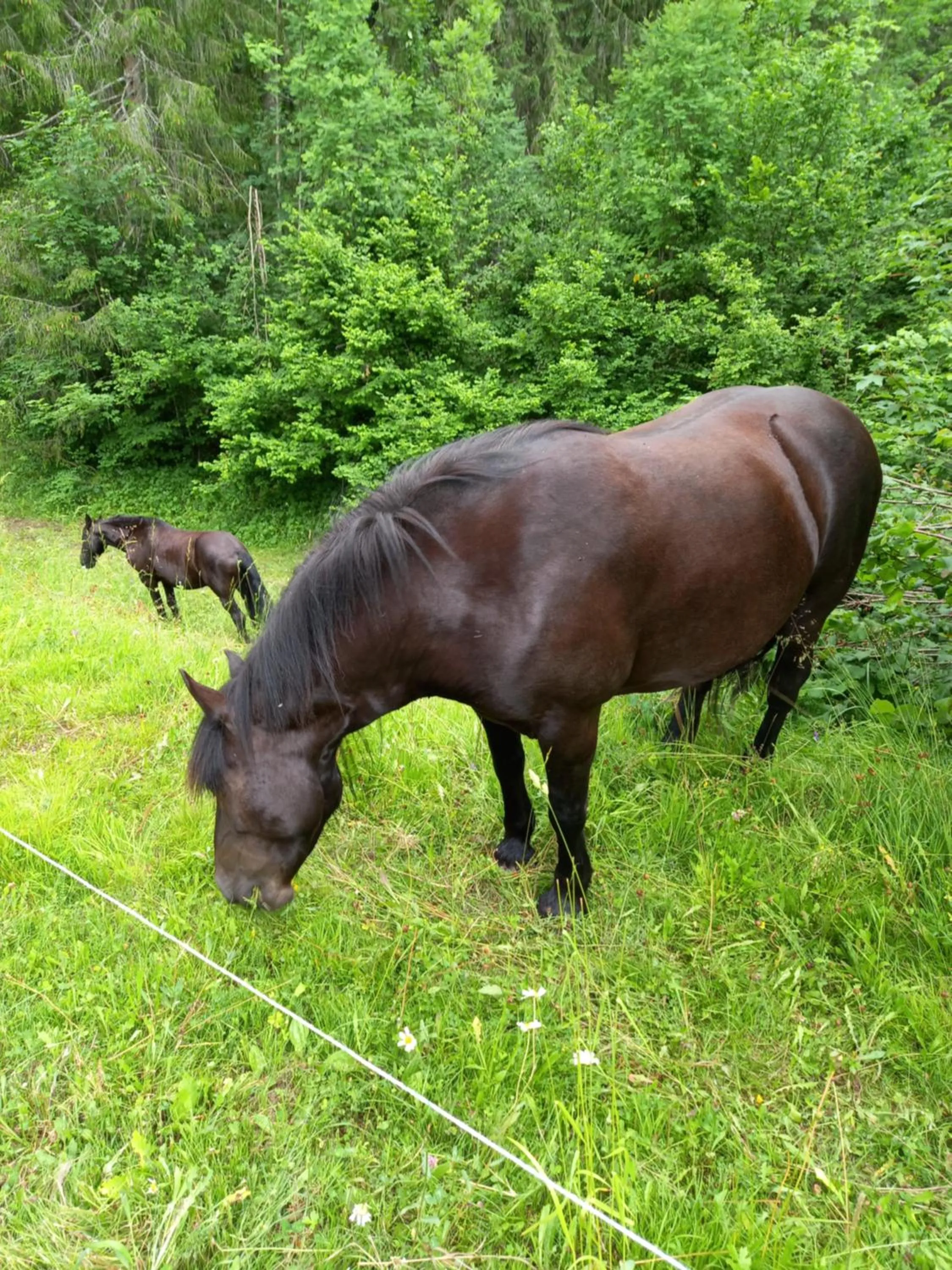 Animals in Albergo Scoiattolo