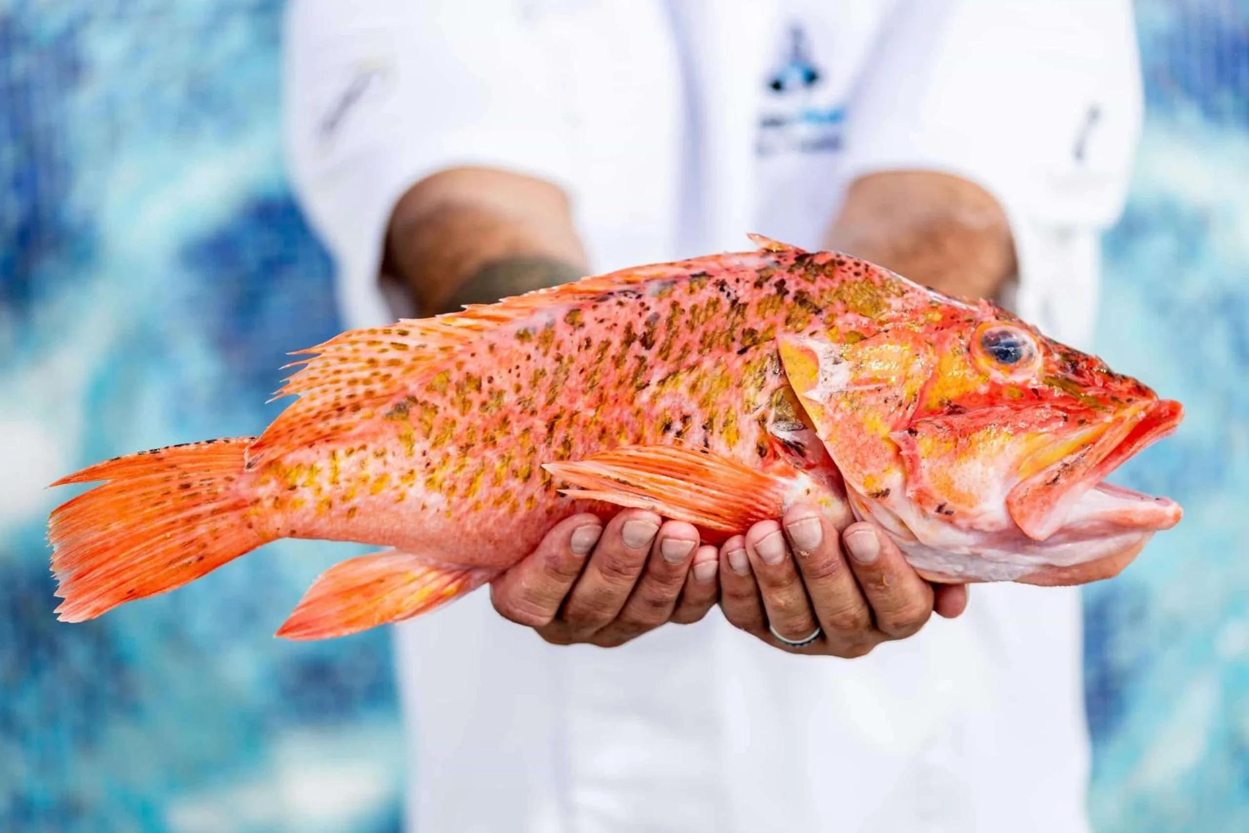 Restaurant/places to eat in Royal Hideaway Corales Beach - Adults Only