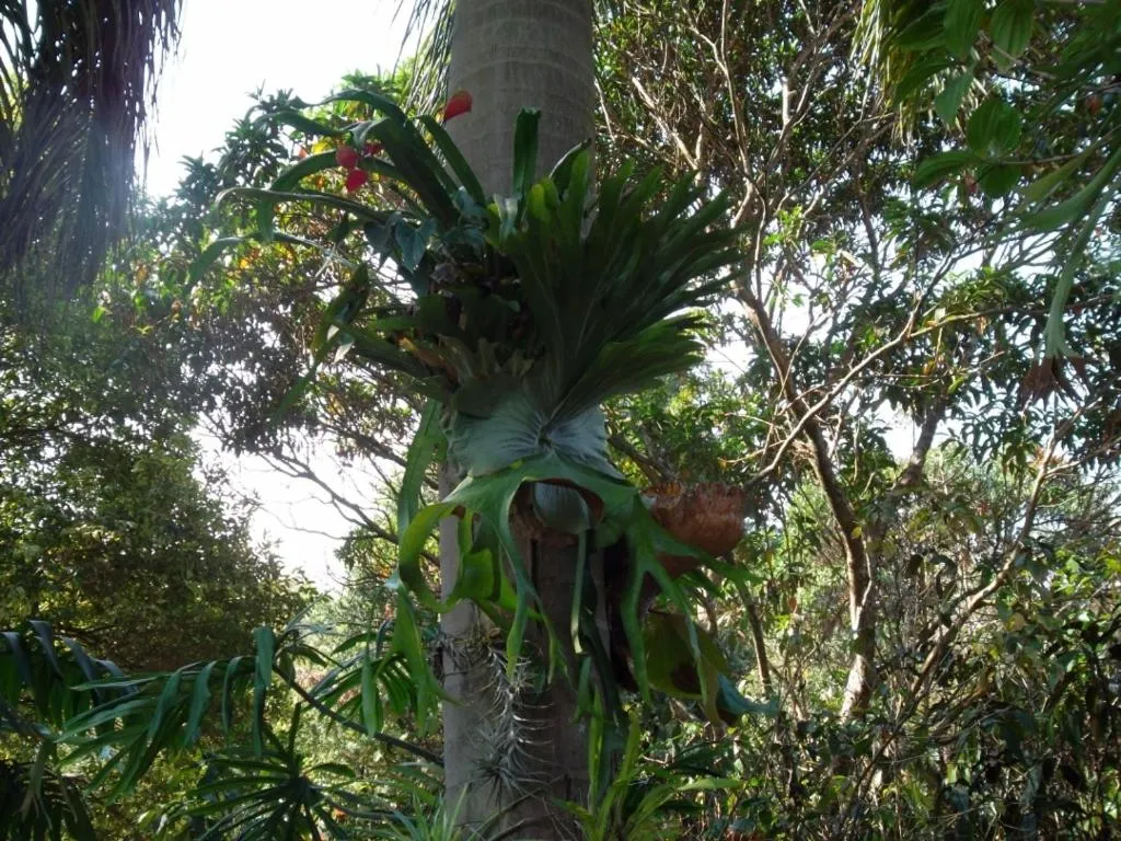 Garden in Ku De Ta B&B