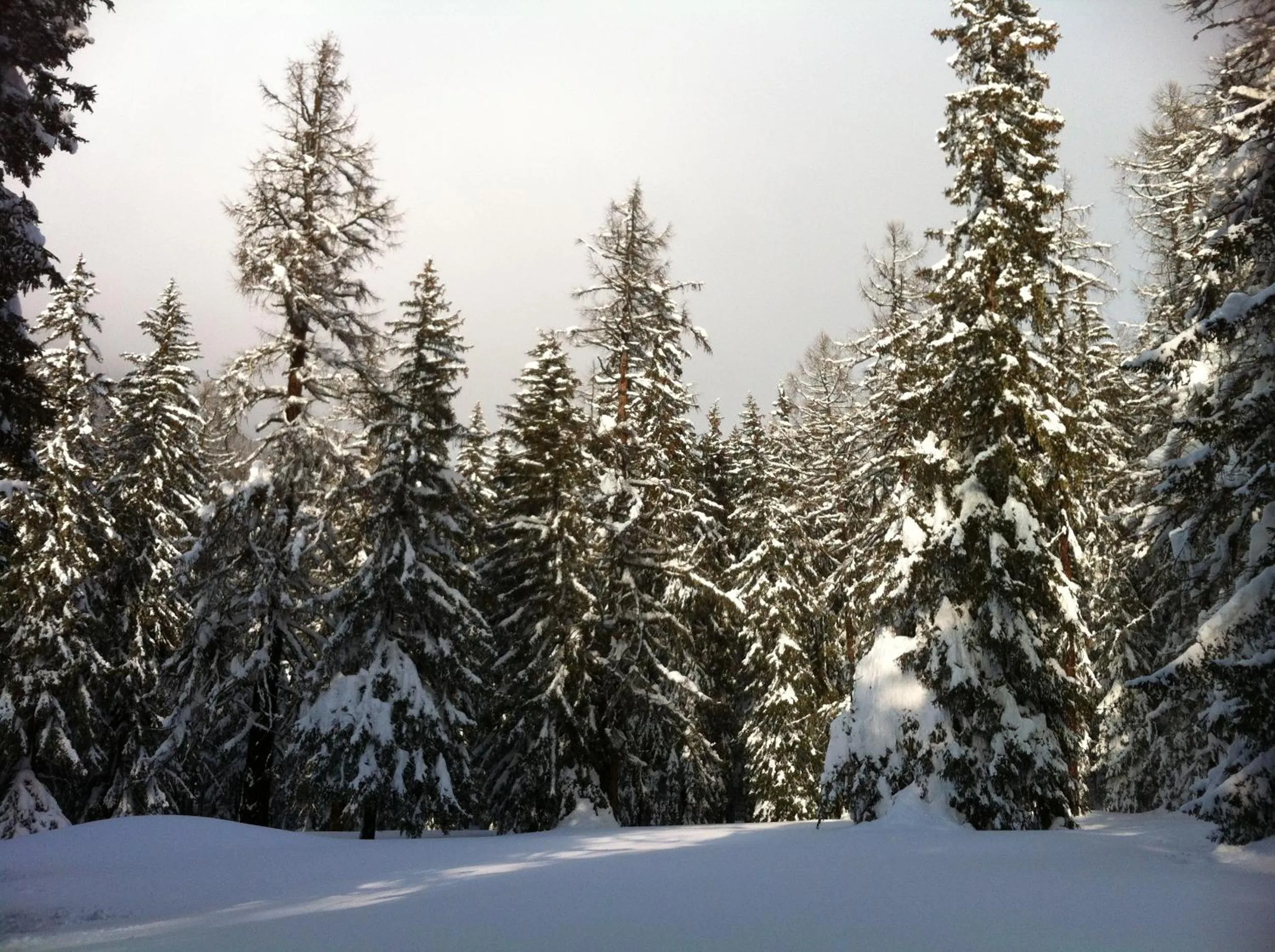 Natural landscape in Hotel-Restaurant Drei Tannen