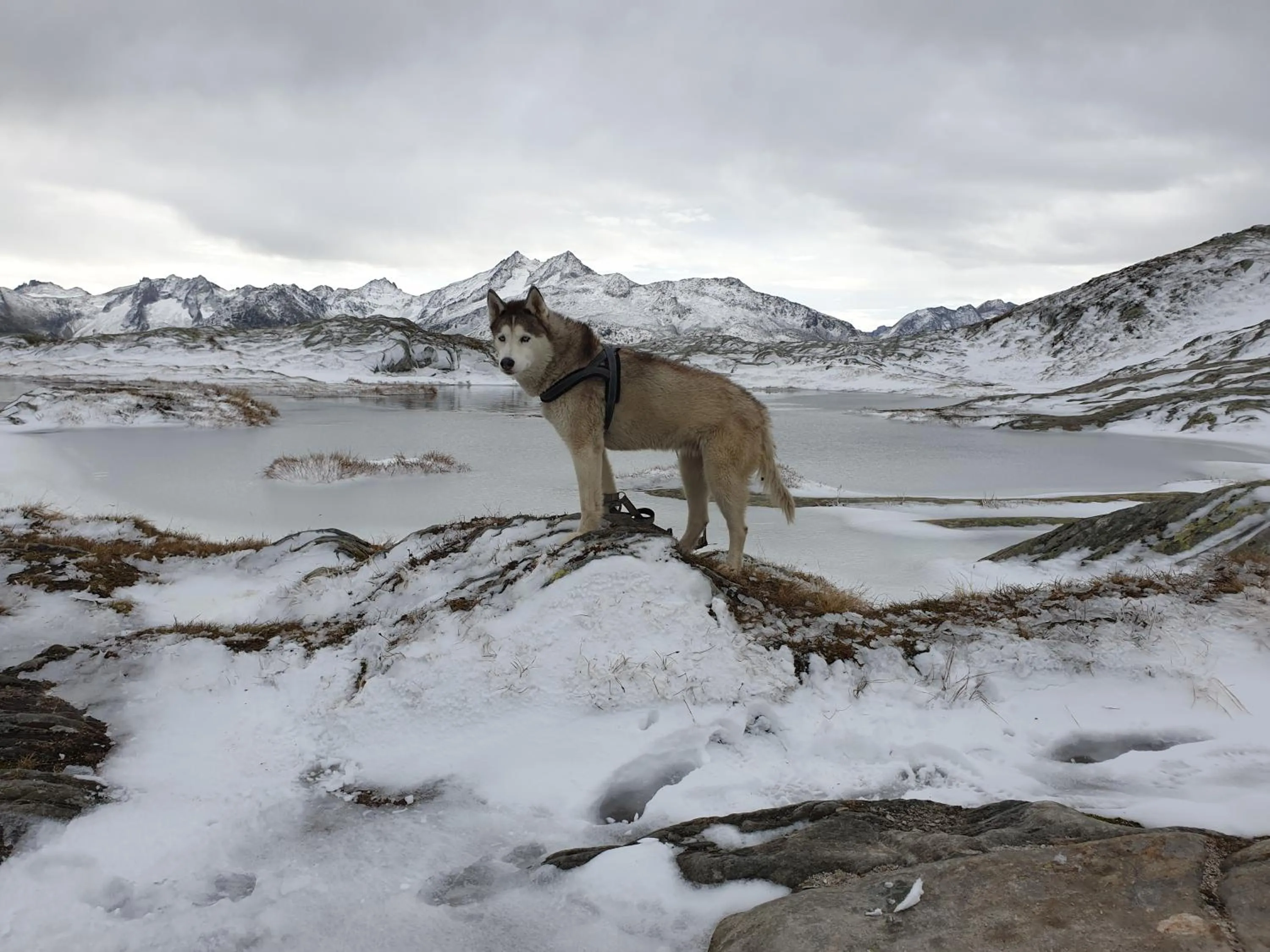Animals in Hotel Astoria