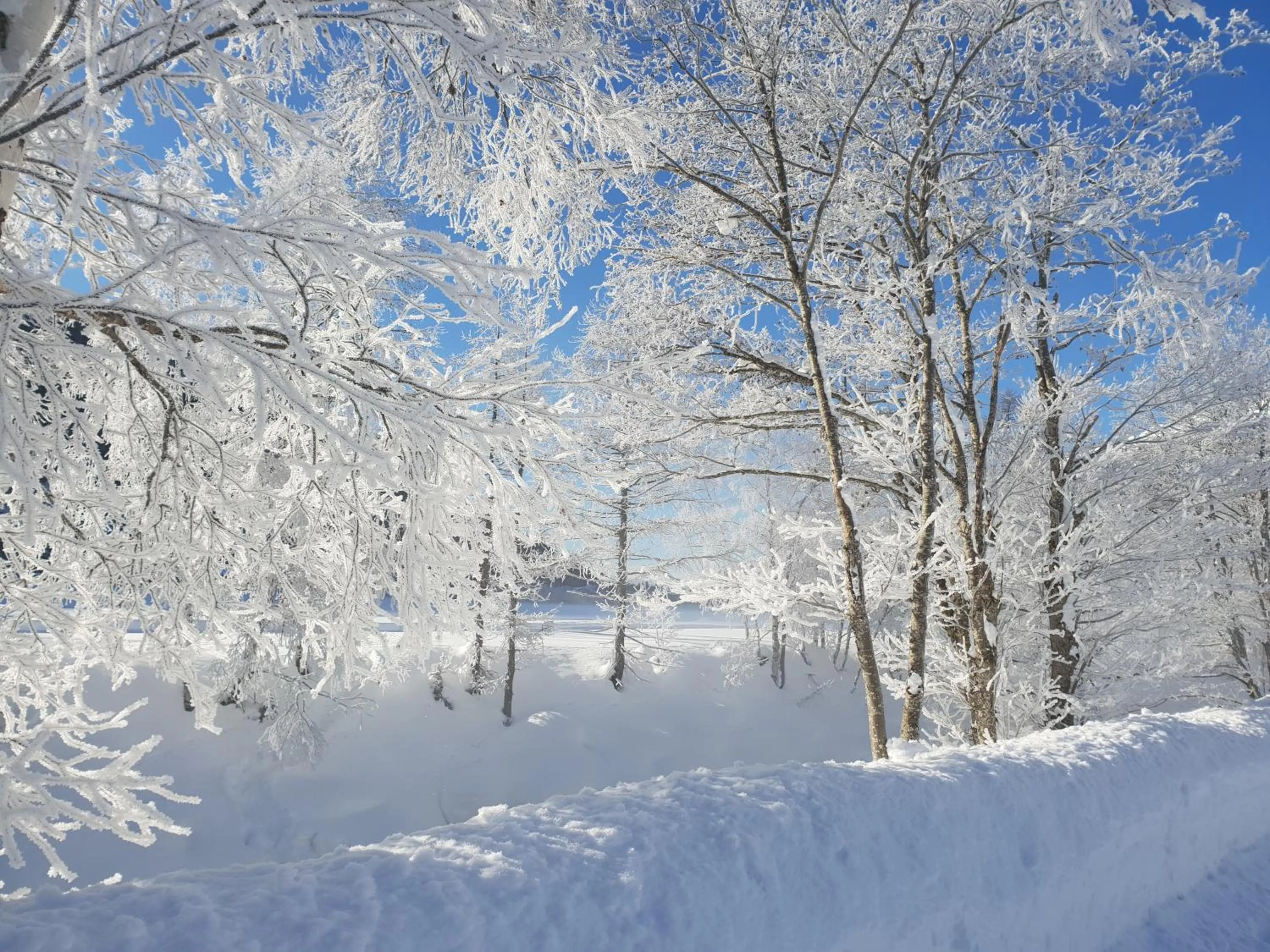 Natural landscape in Hotel Astoria