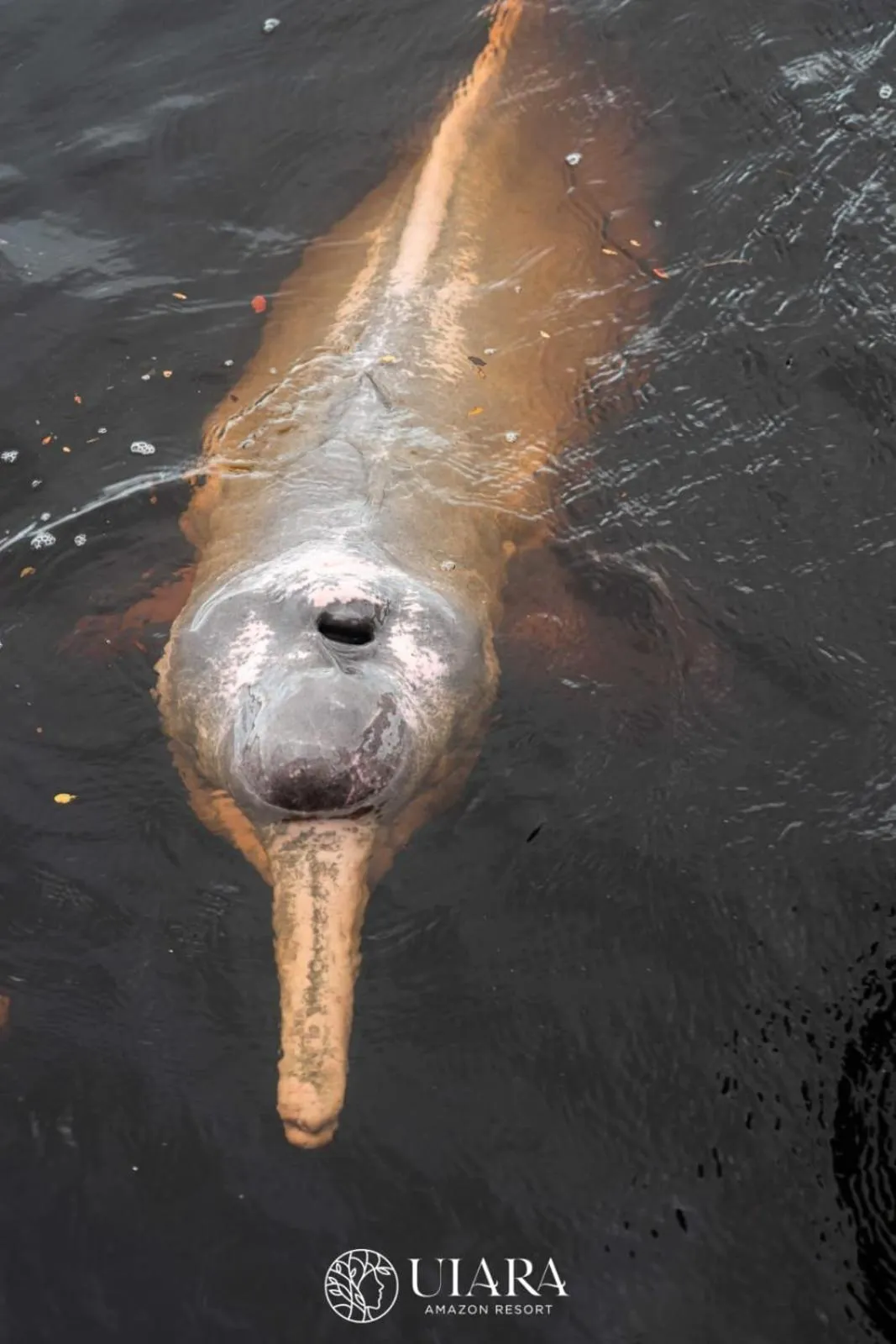 Natural landscape in Uiara Amazon Resort