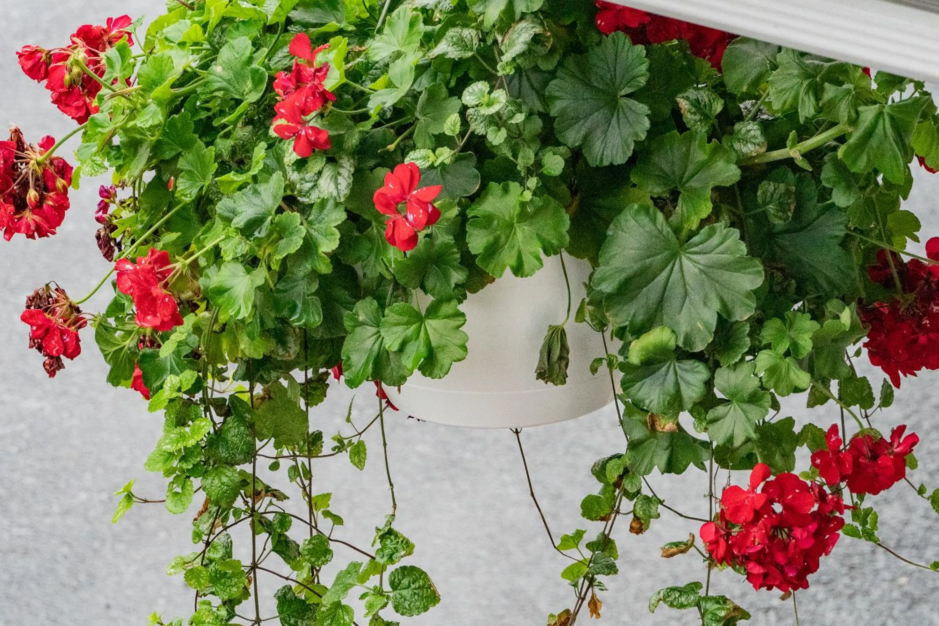 Other in Hotel et Motel Le Chateauguay