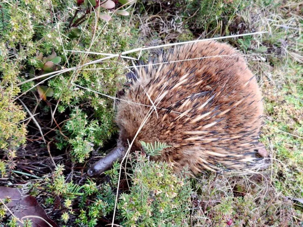 Natural landscape in Cradle Highlander